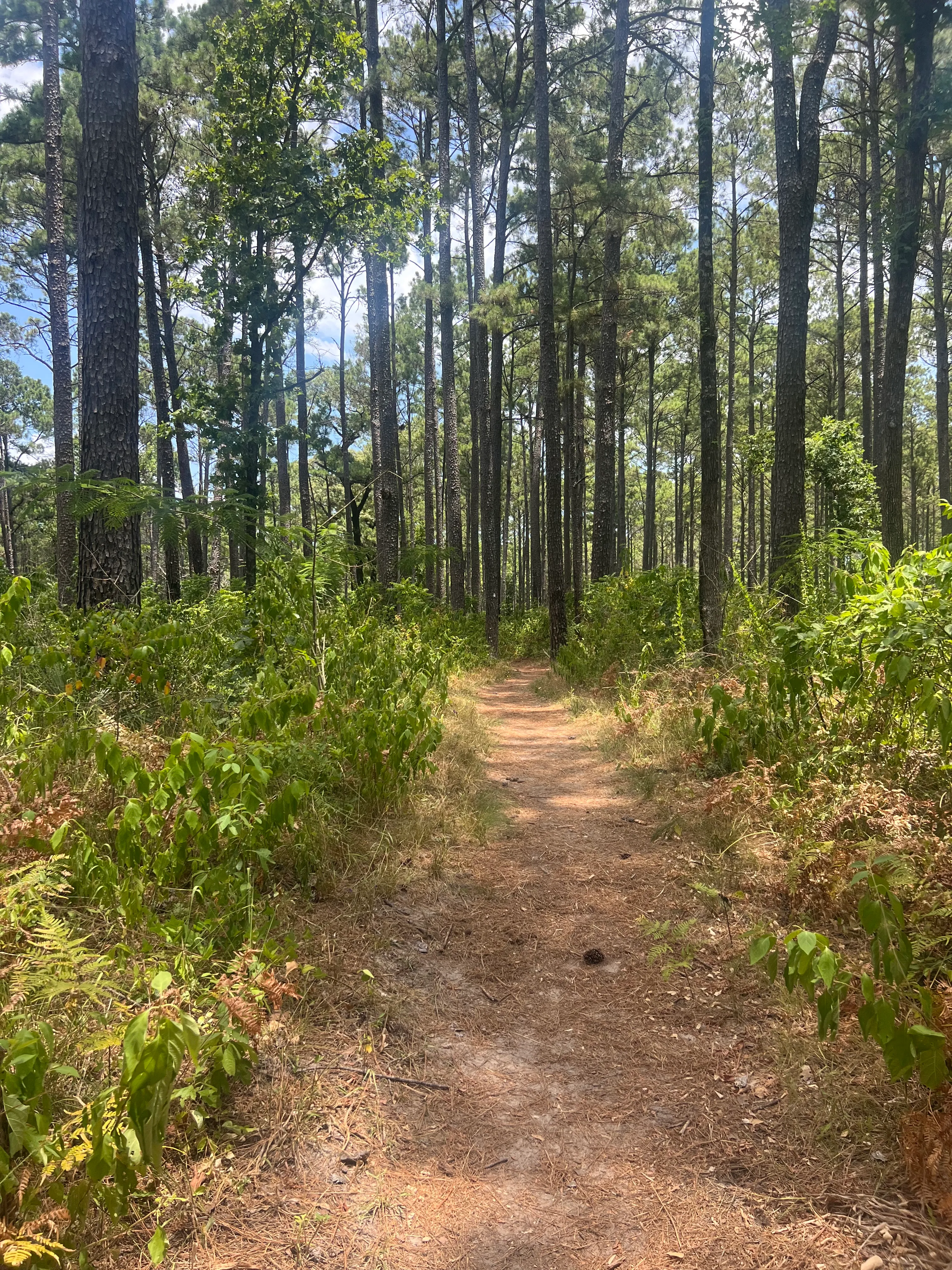 Lone Star Hiking Trail