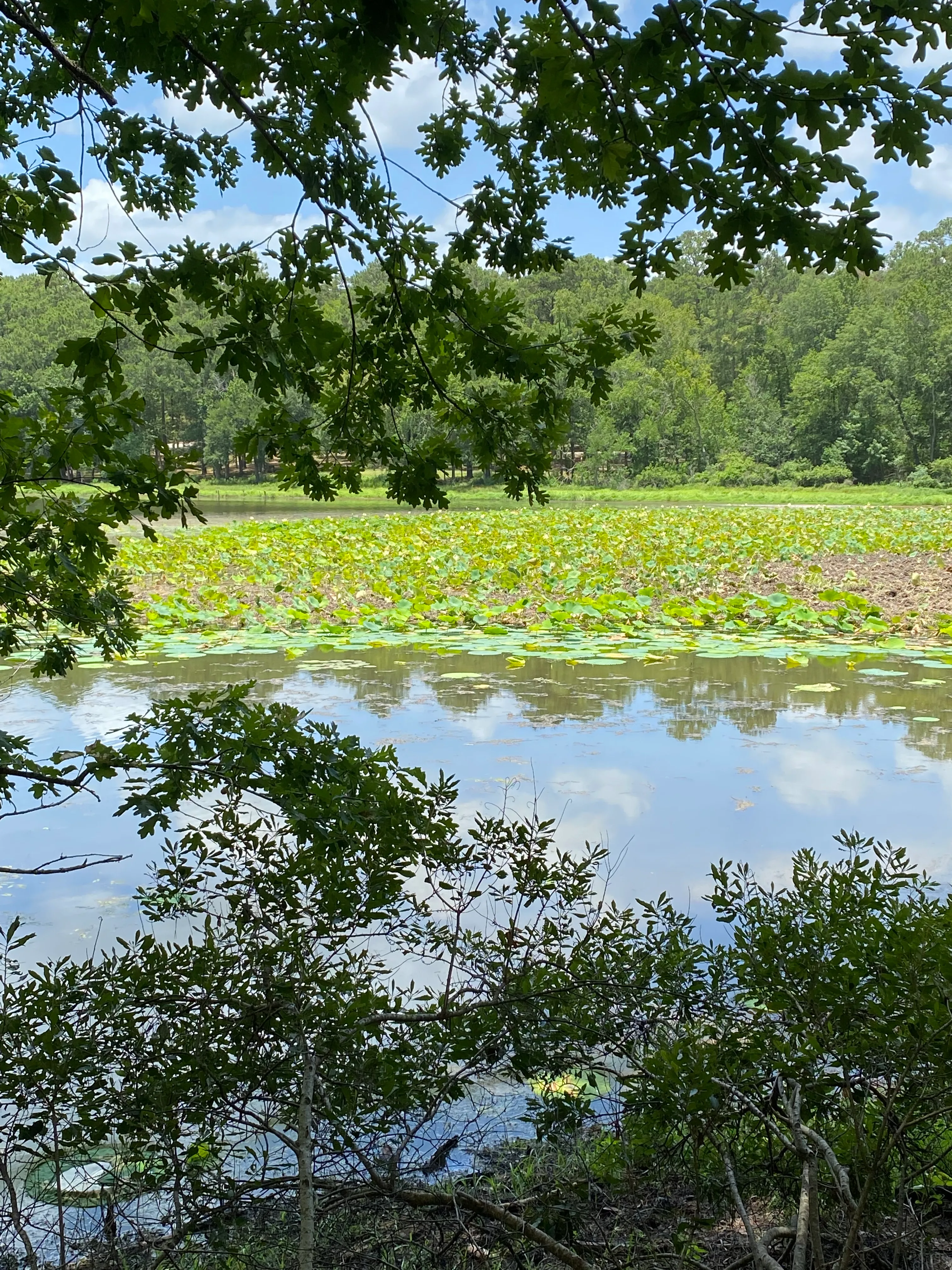 Chinquapin Loop Trail