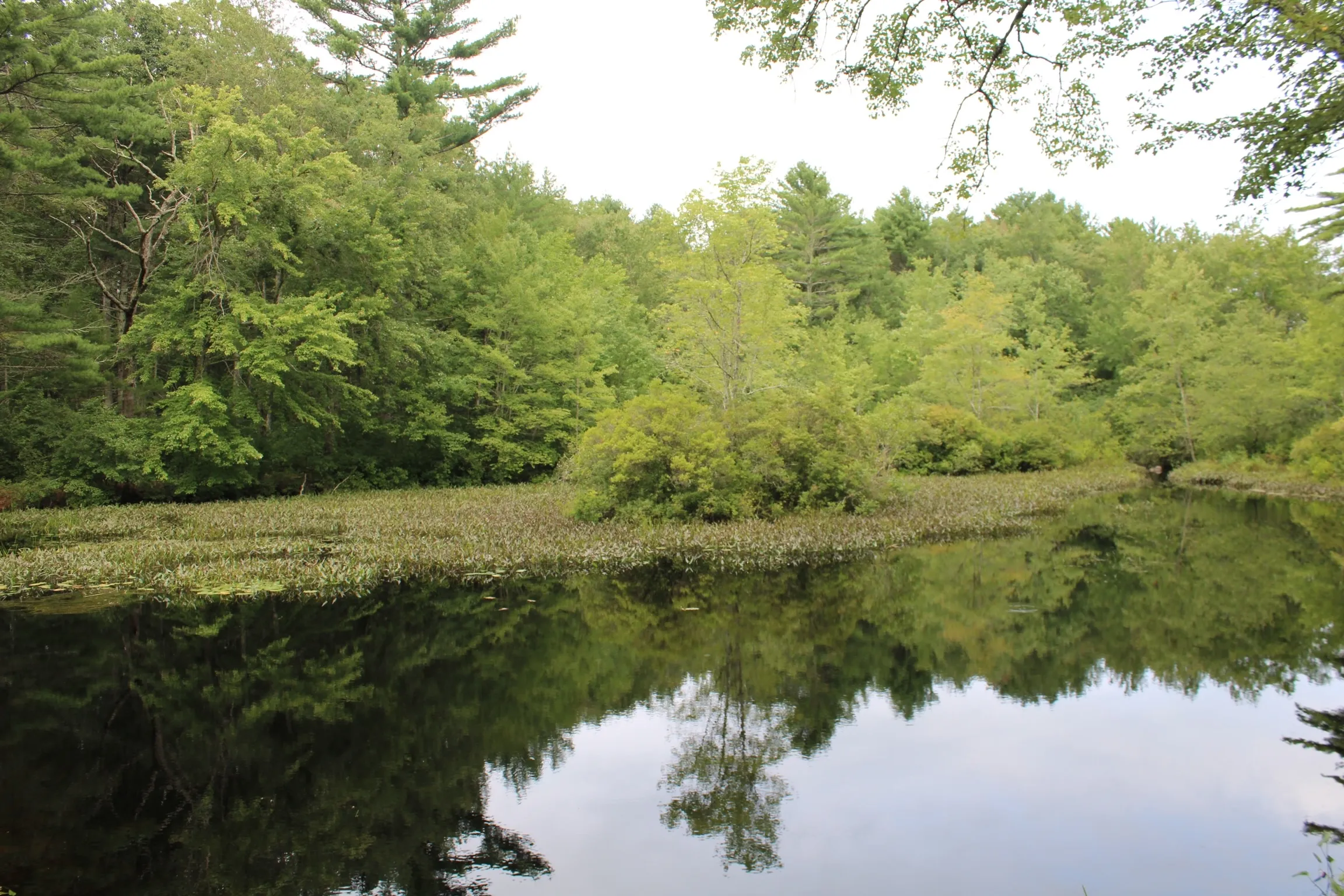 Hike Pachaug State Forest Trails