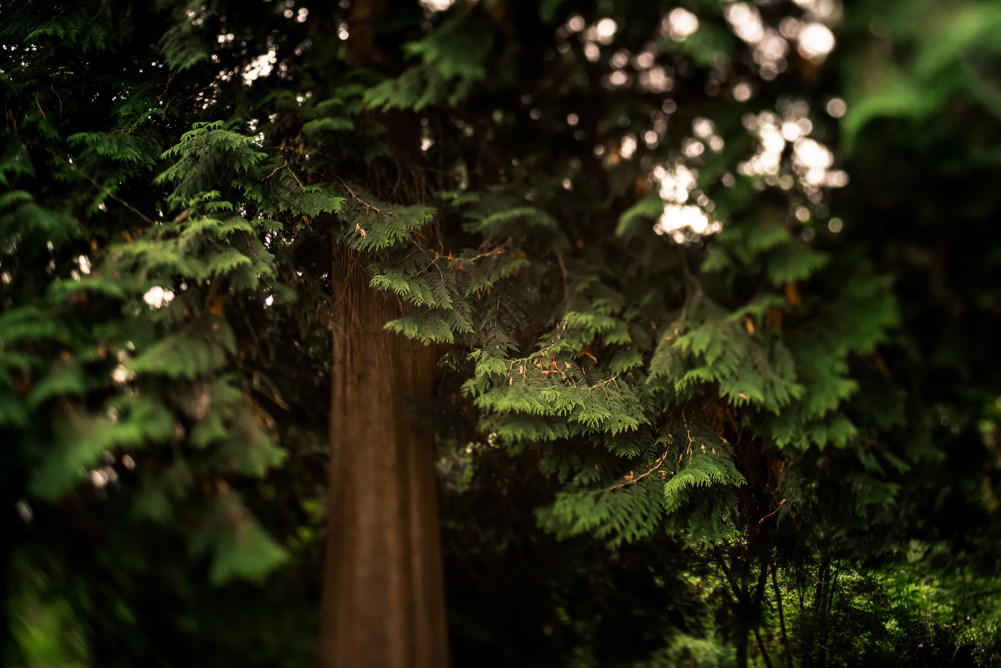 Bellevue Botanical Garden