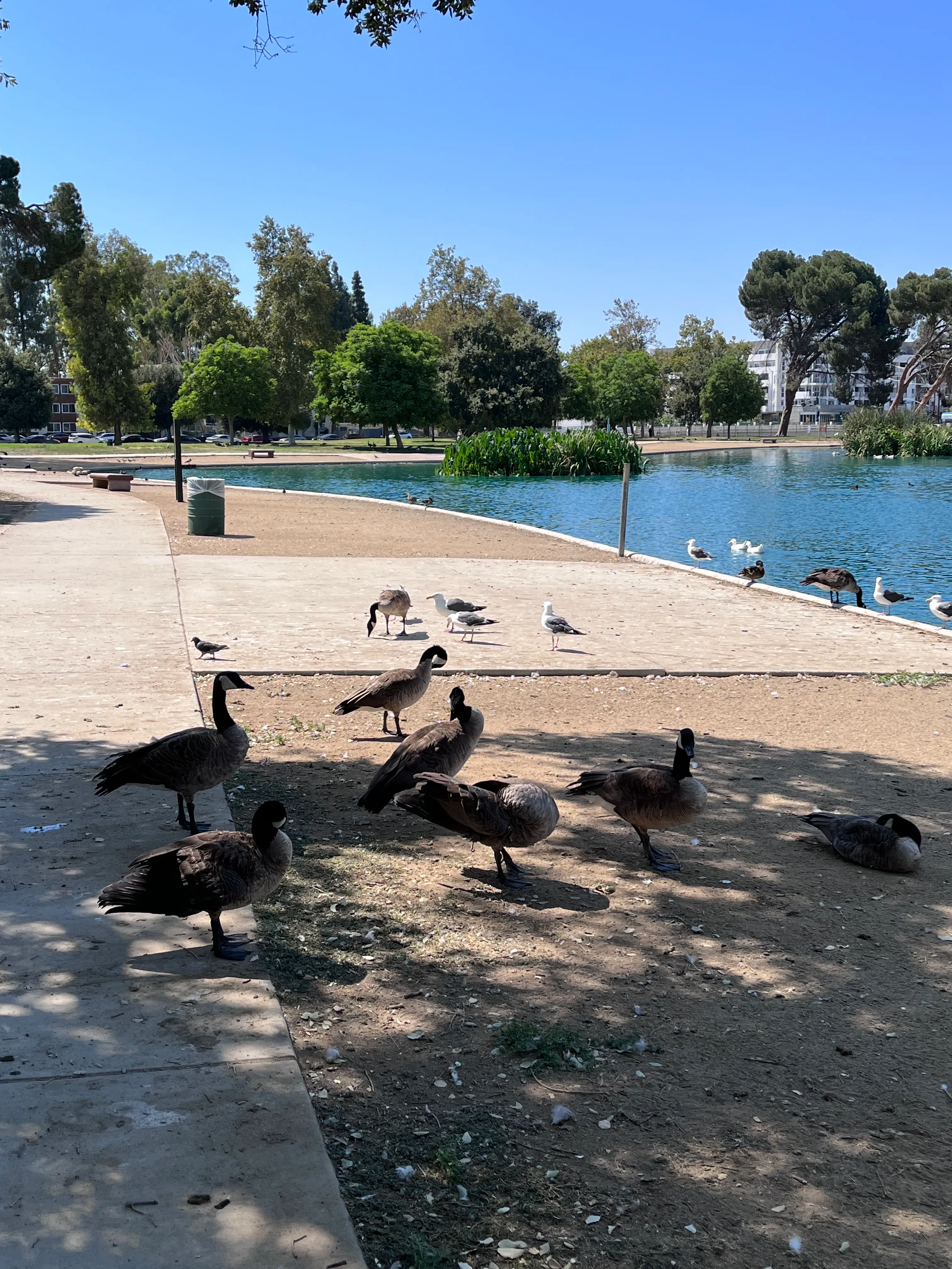 Reseda Pond Path