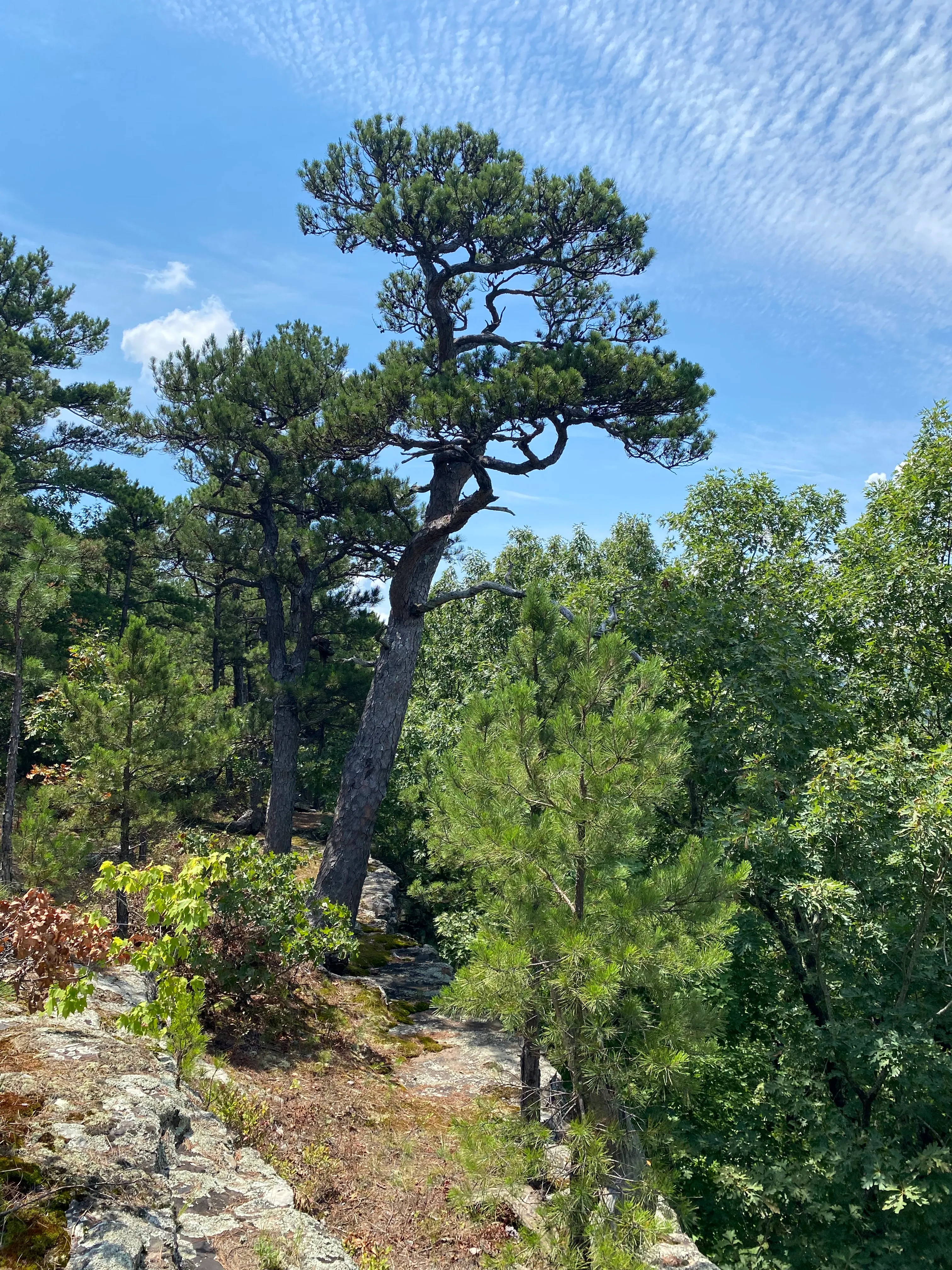 Owens Mountain Bluffs Trail
