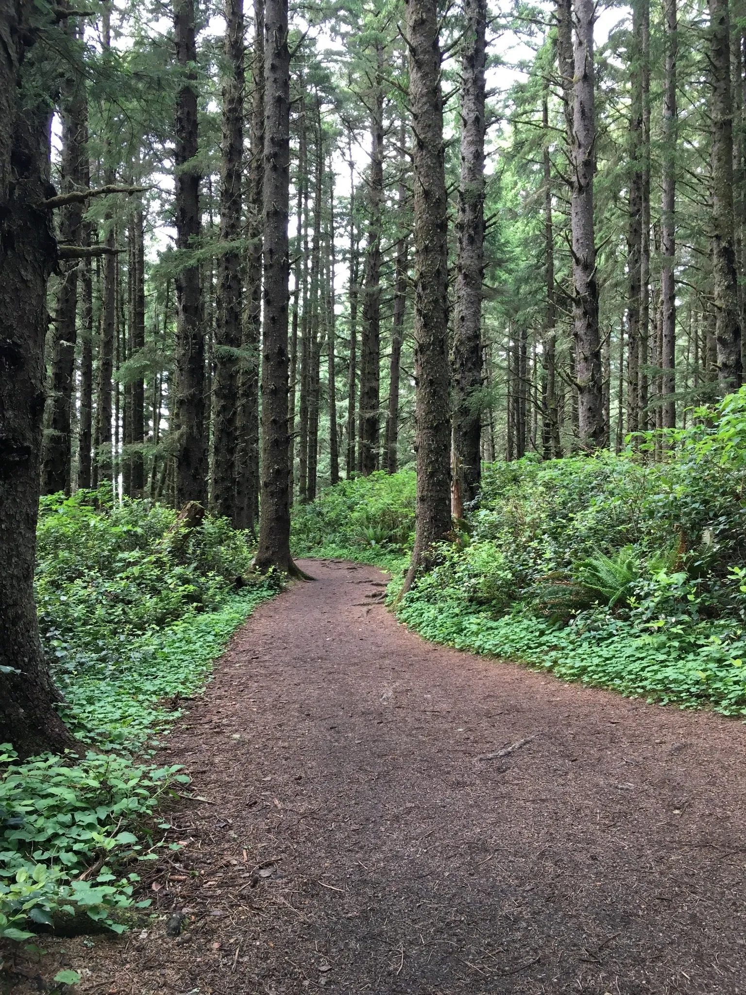 Octopus Tree Trail