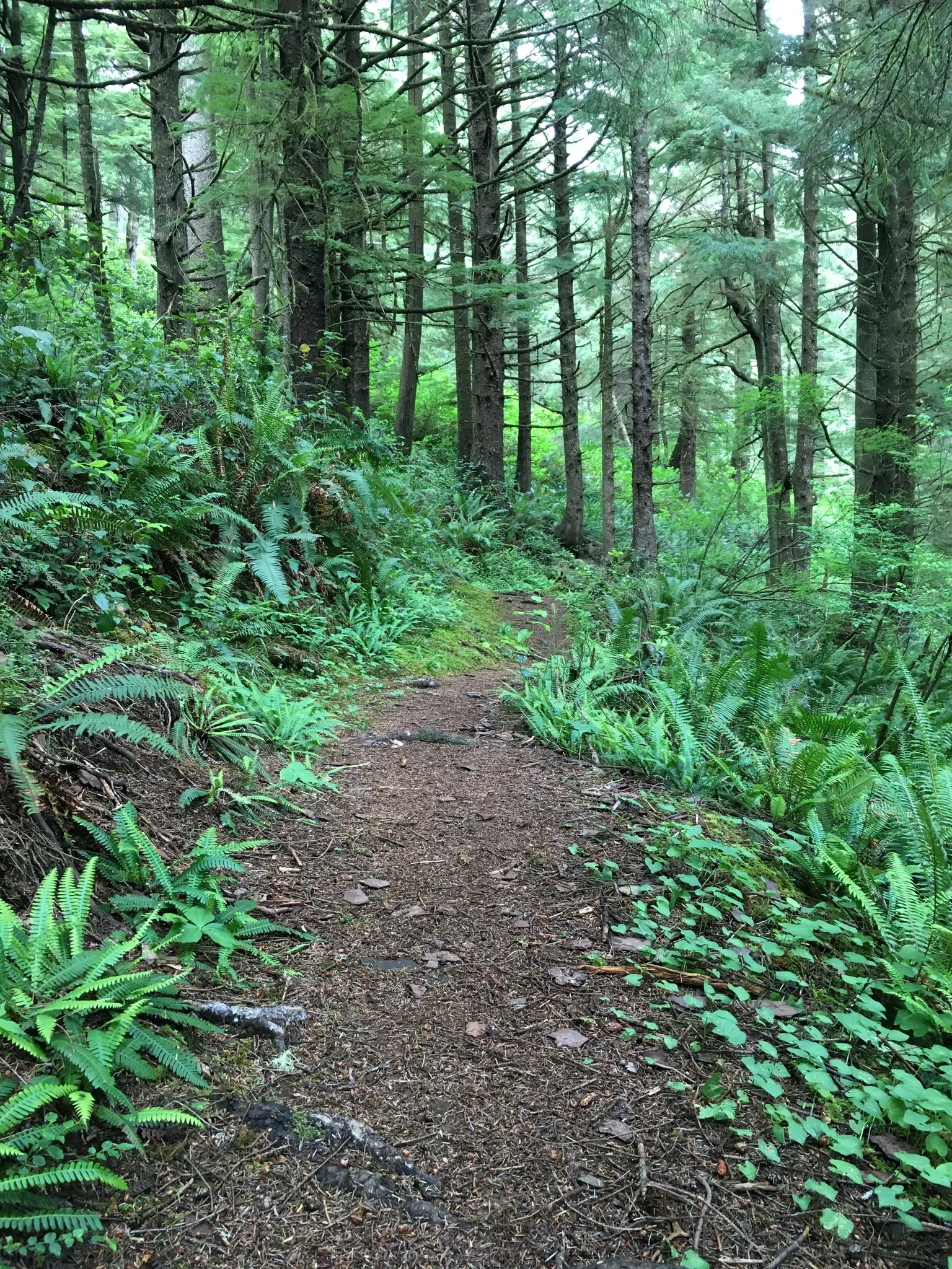Big Spruce Trail