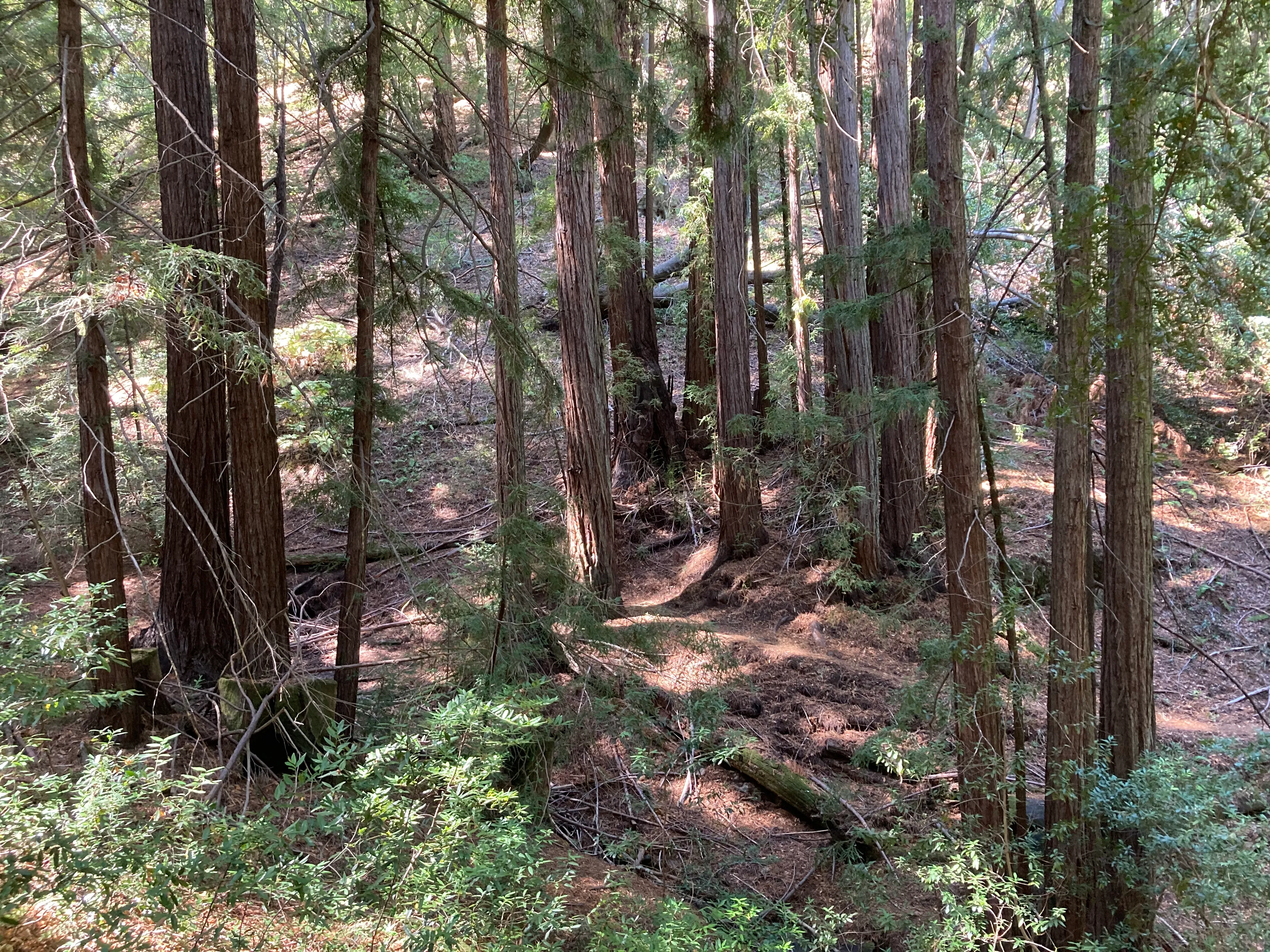 Sonoma Ridge Trail