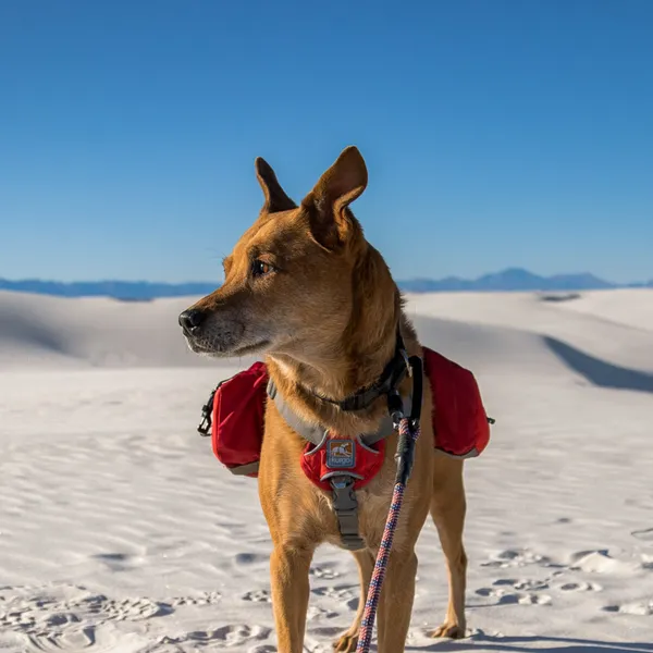 Our guide to bringing dogs to national parks