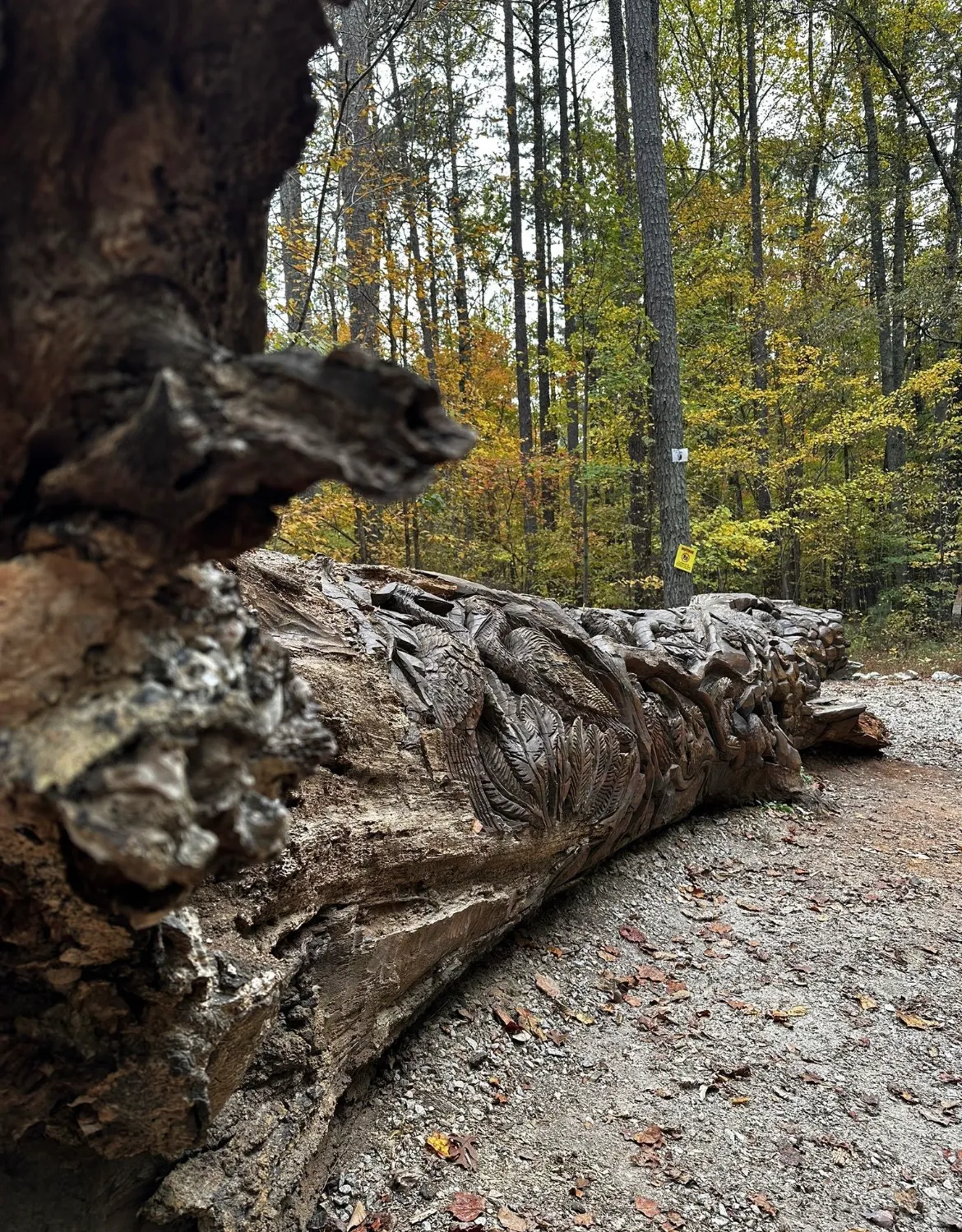 Sal's Branch Trail