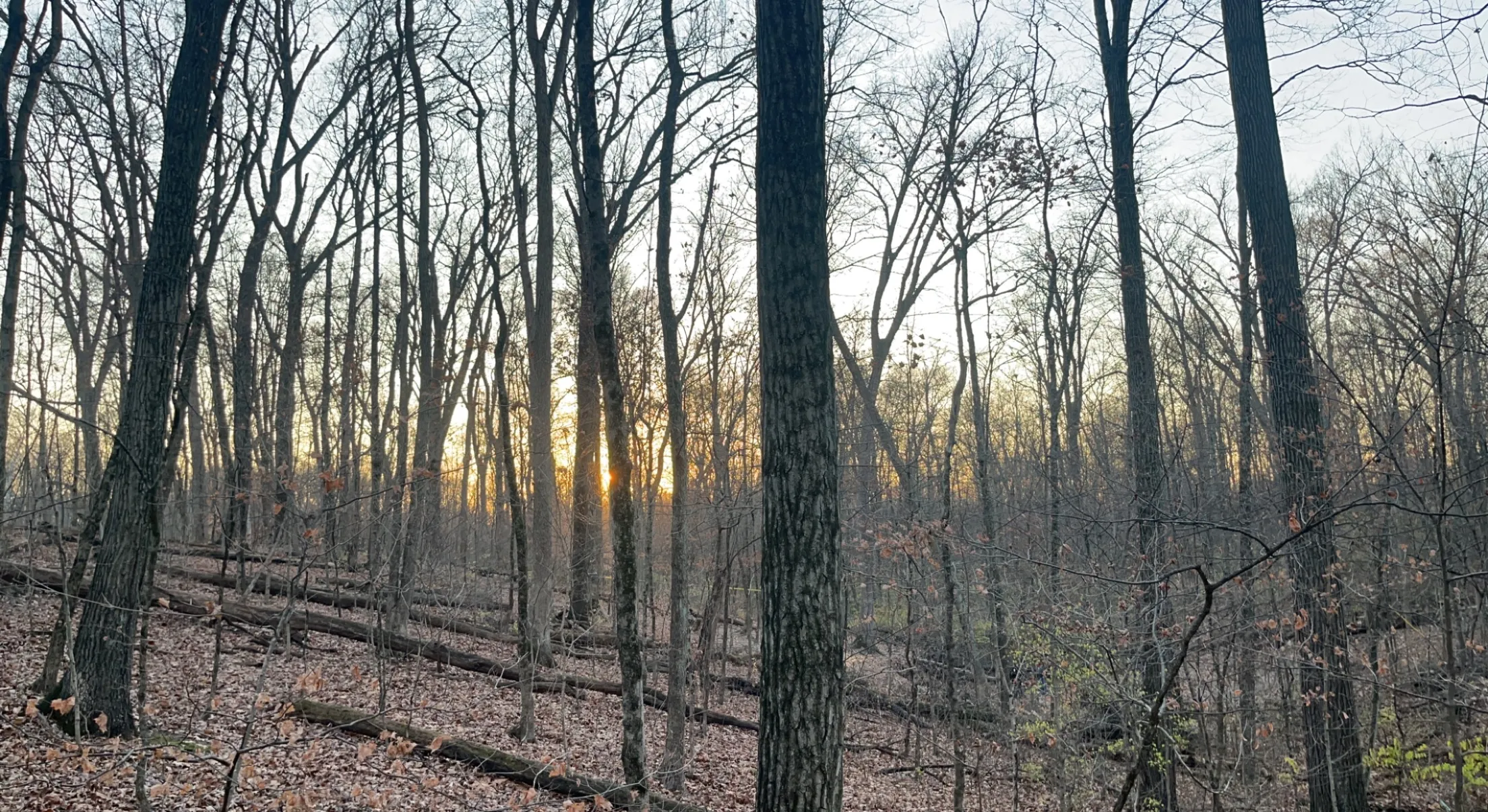 Blendon Woods Loop