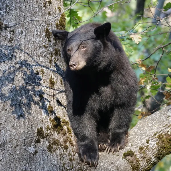 Who is keeping Yosemite bears wild? And how?