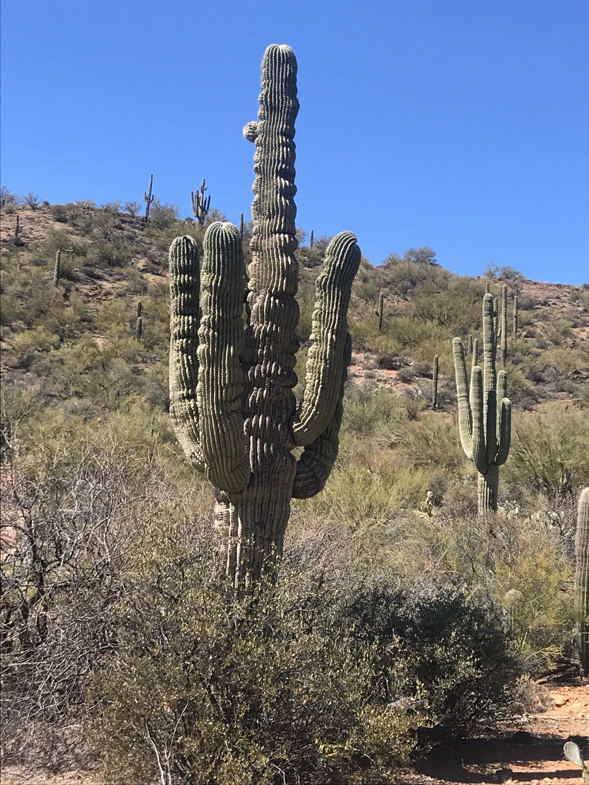 Zig Zag Trail