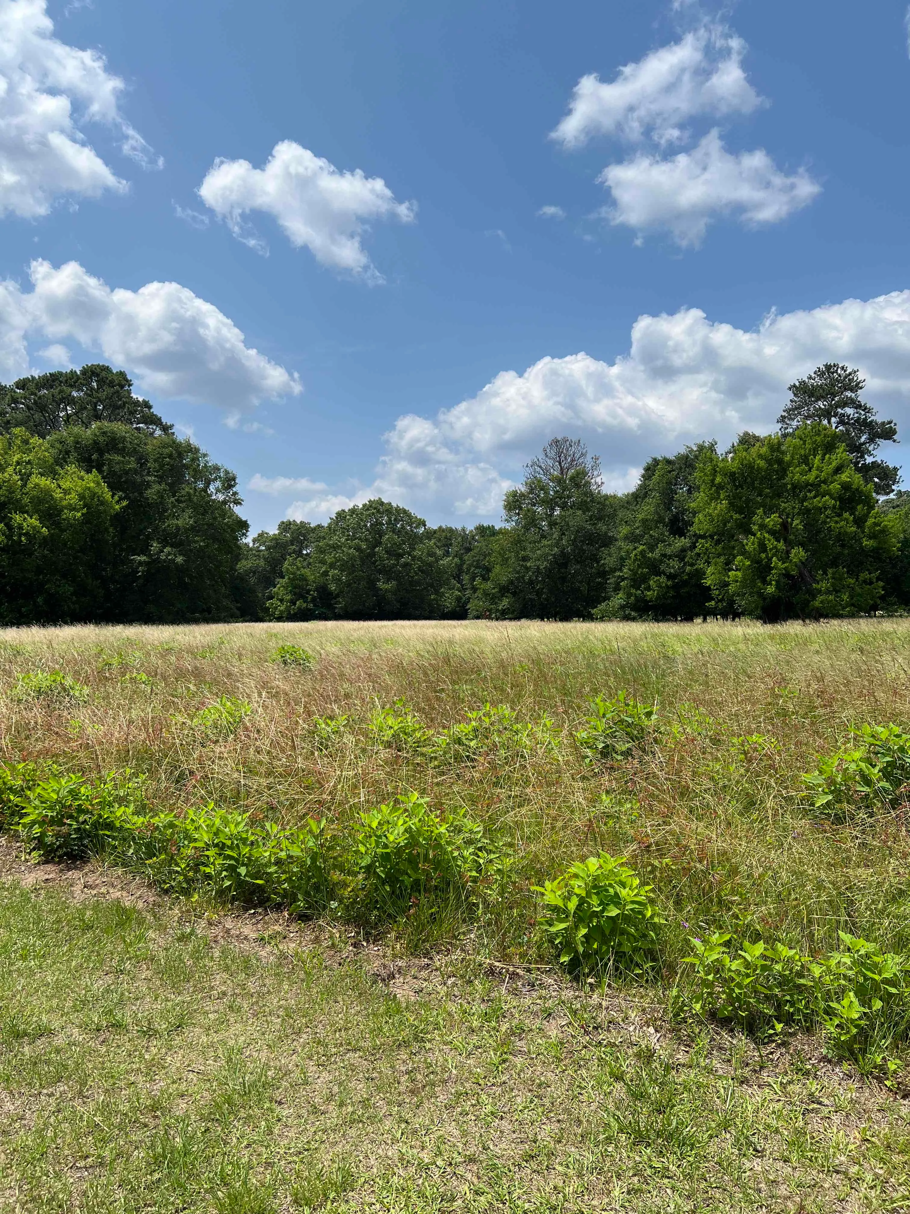 Ocmulgee National Monument Loop