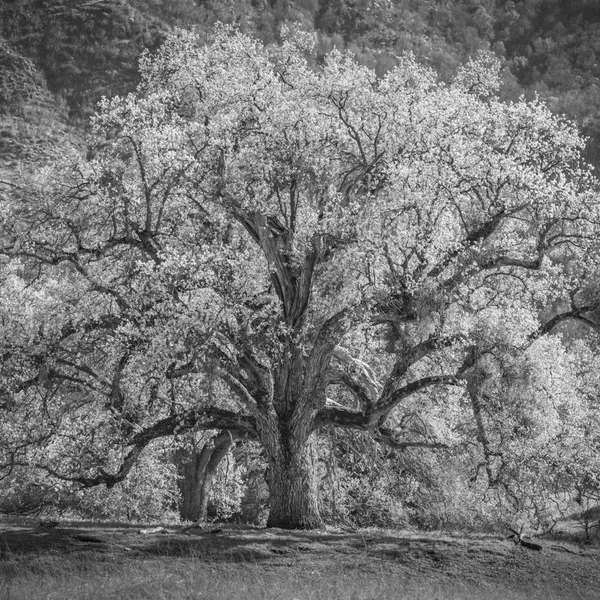 Exploring the San Antonio Valley: The other side of Big Sur