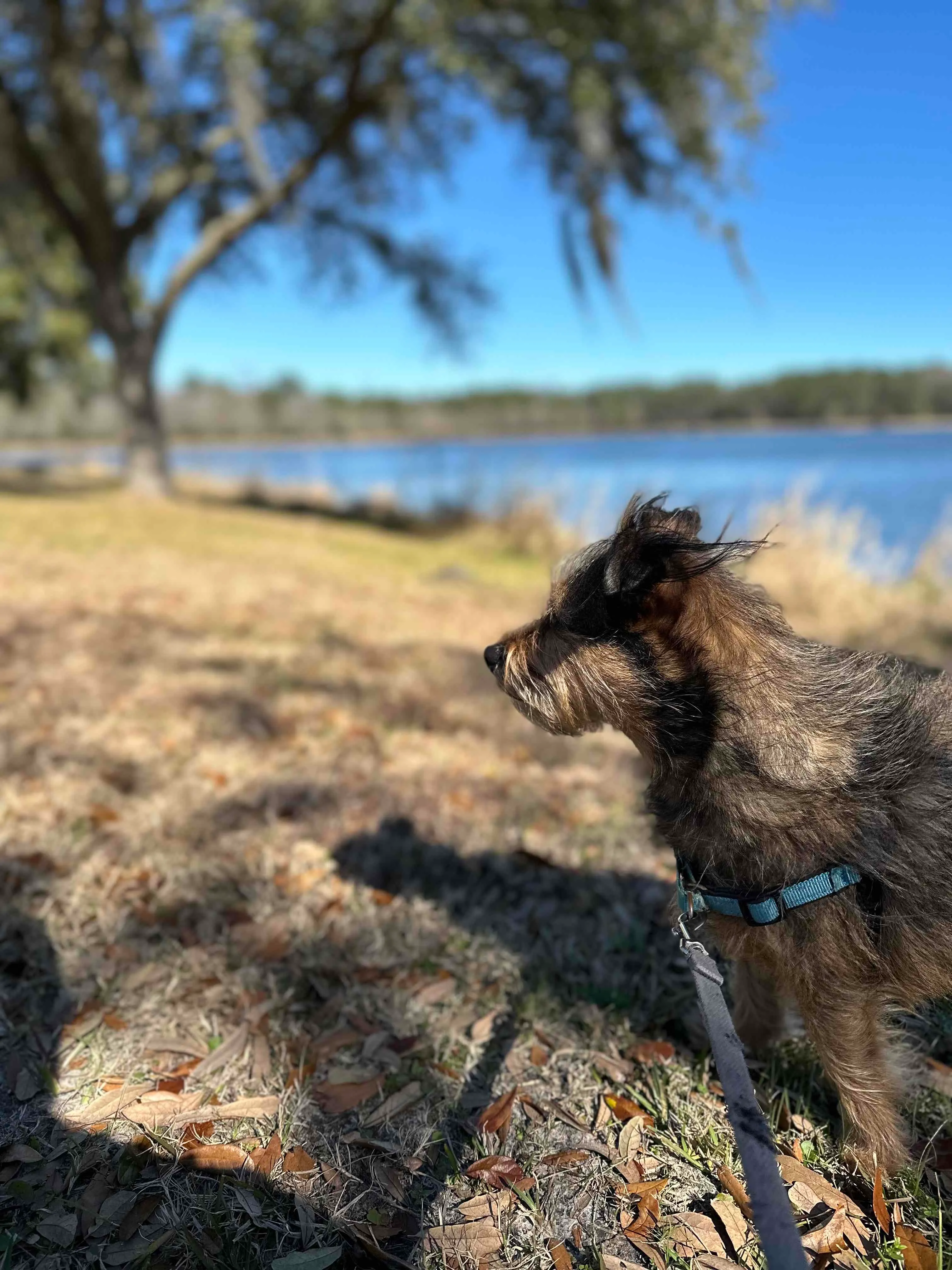 Lake Mayer Loop