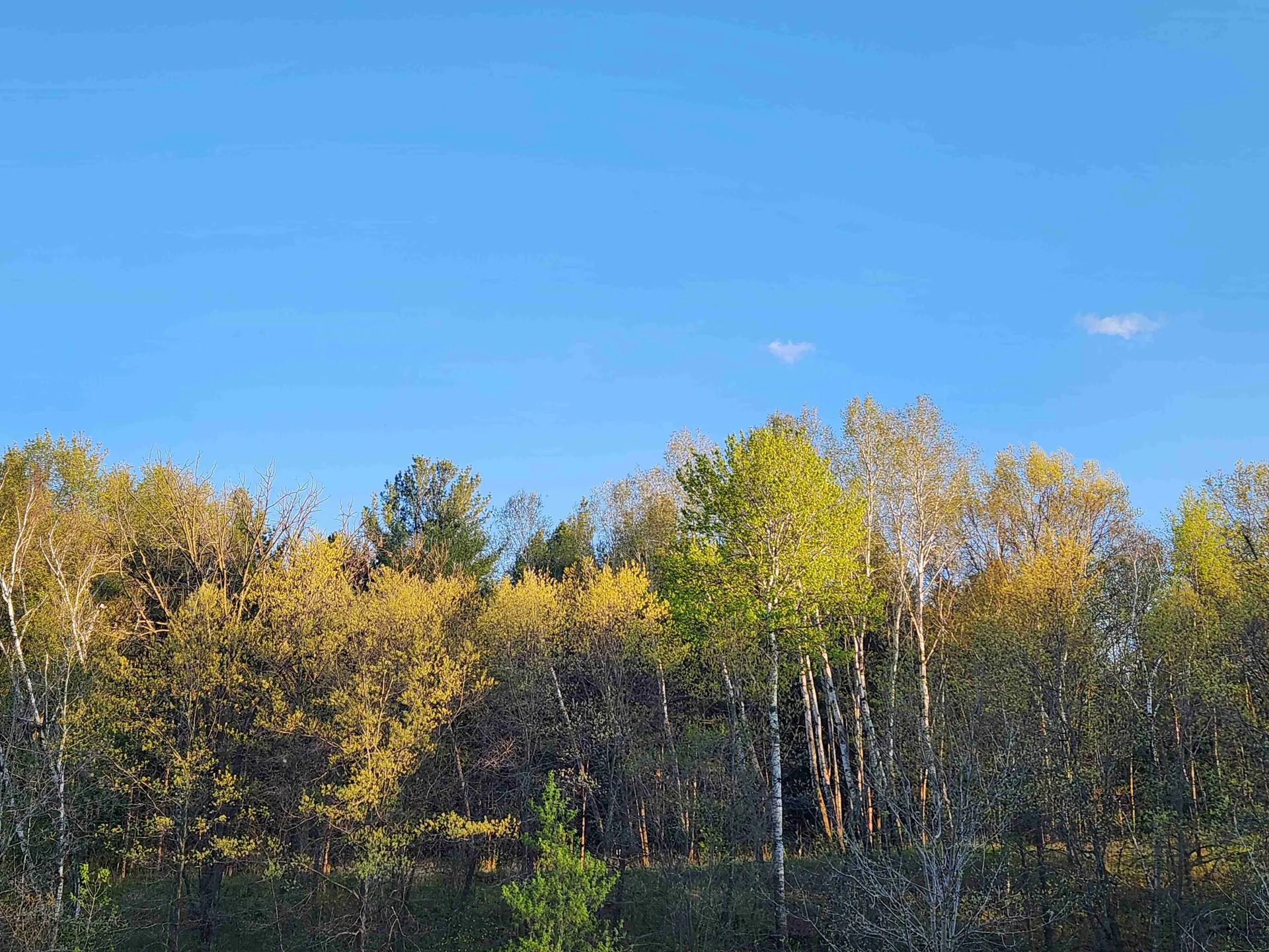 Lebanon Hills Blue Trail Loop