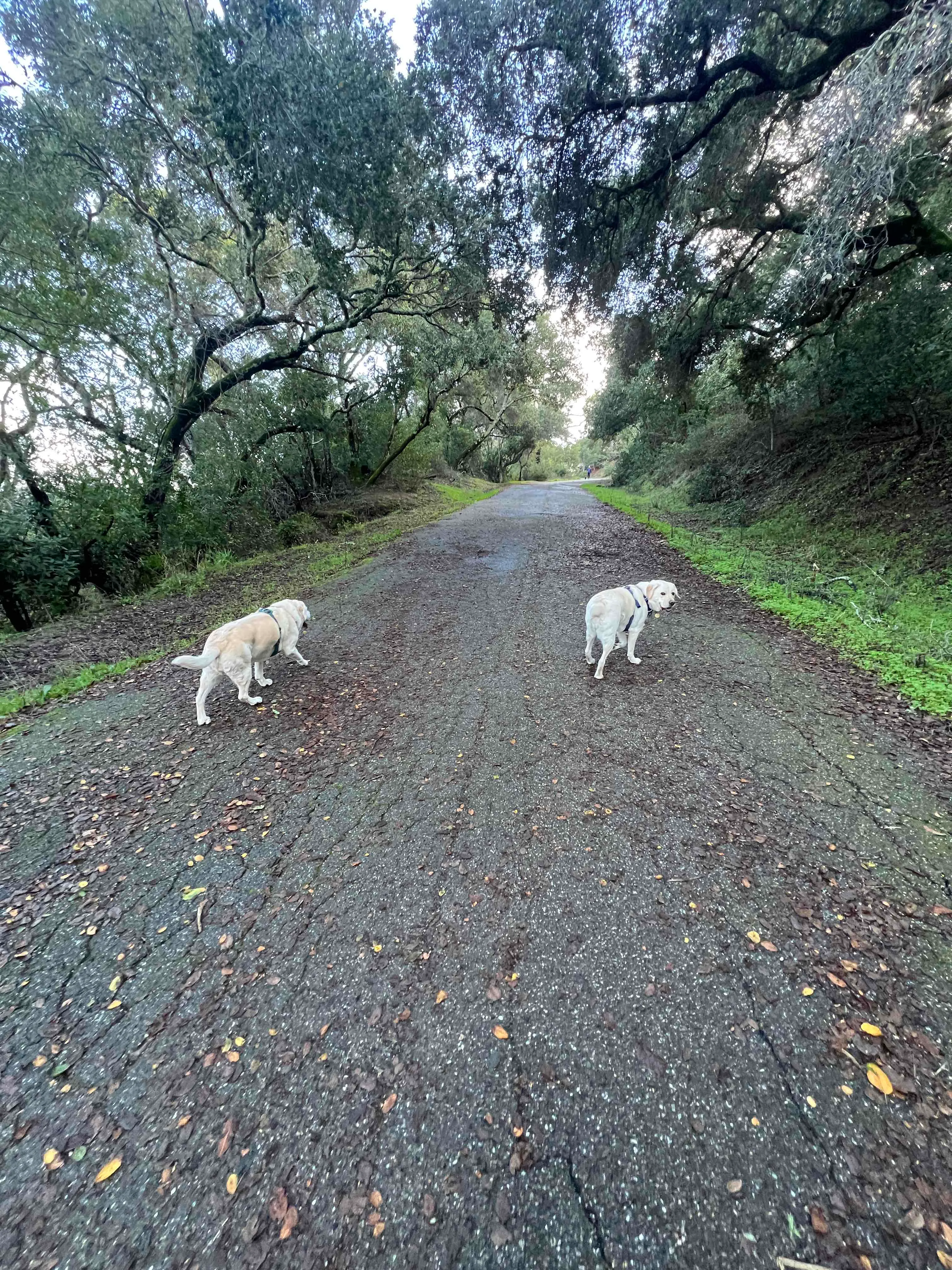 Hassler Loop Trail