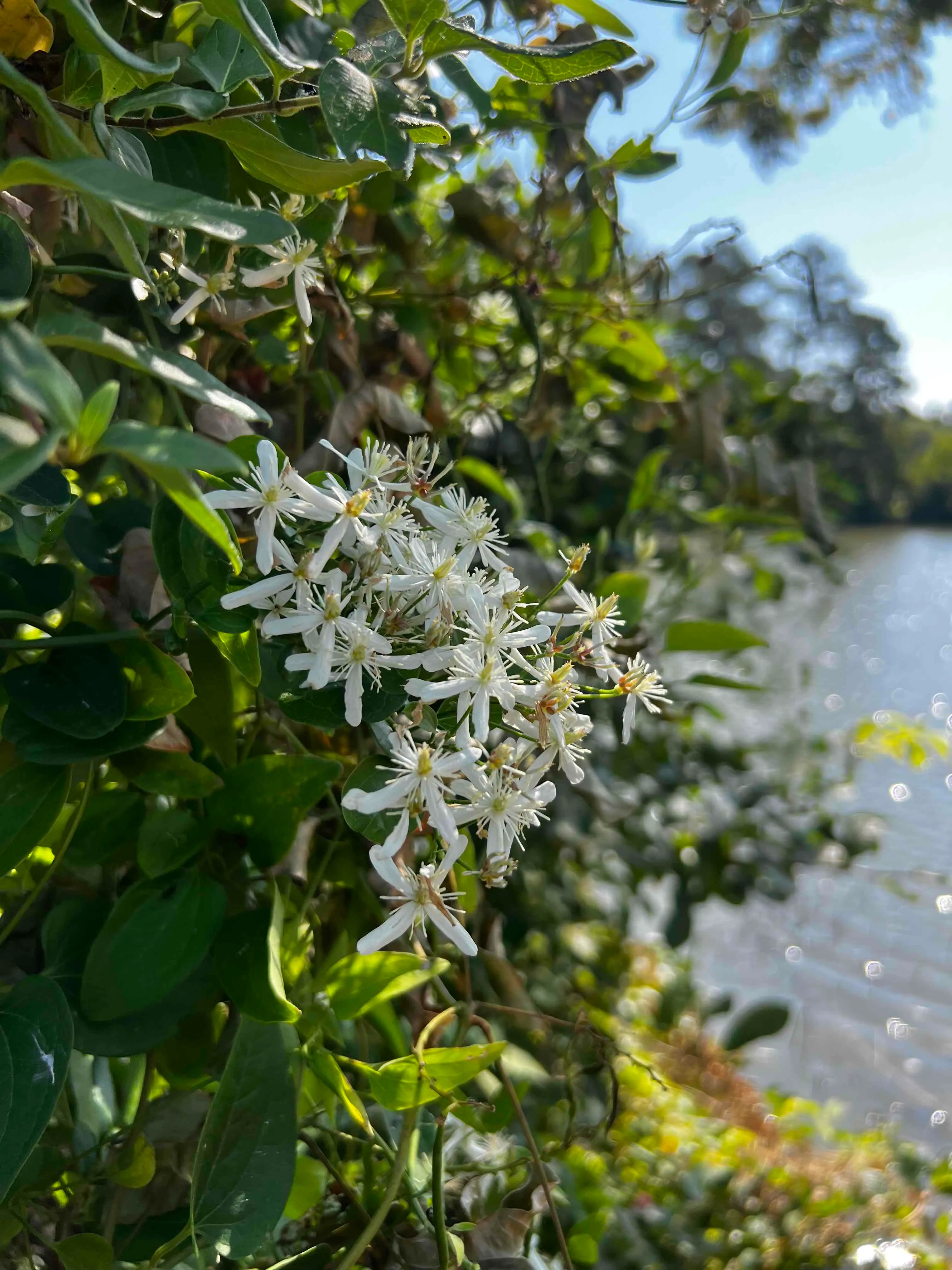 Fort Yargo Lake Loop Trail
