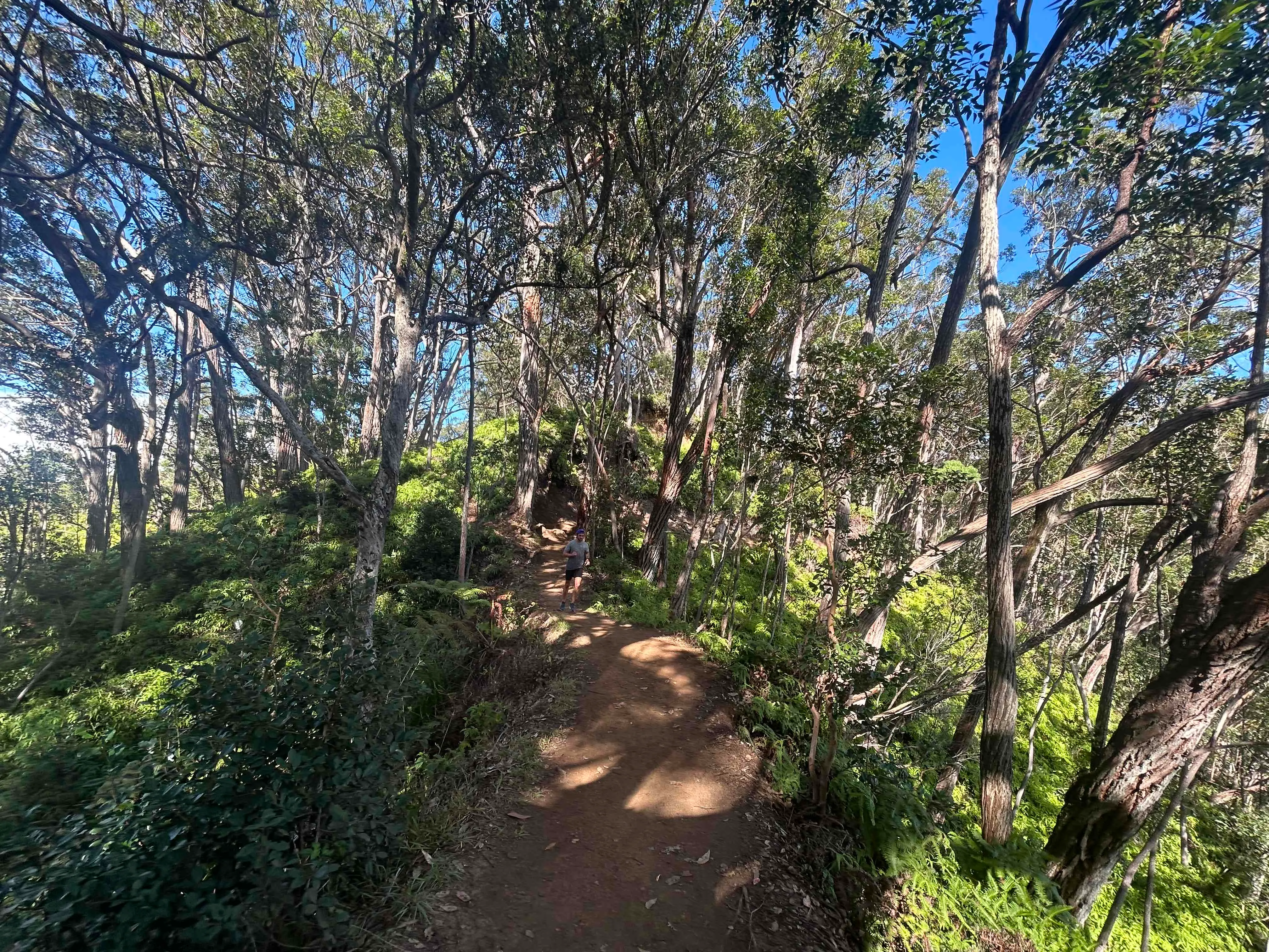 Aiea Loop Trail