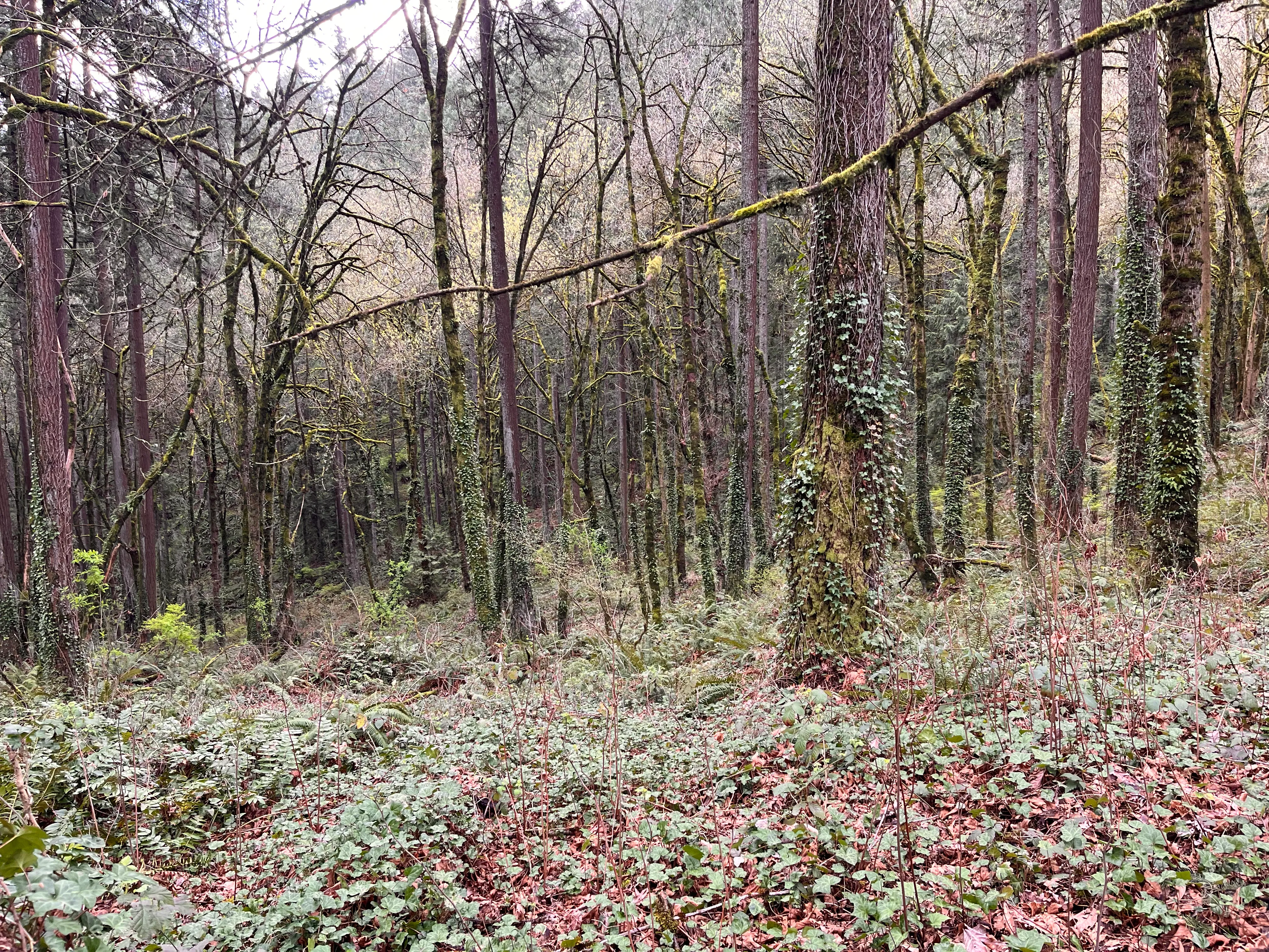 Marquam and Flicker Trail Loop