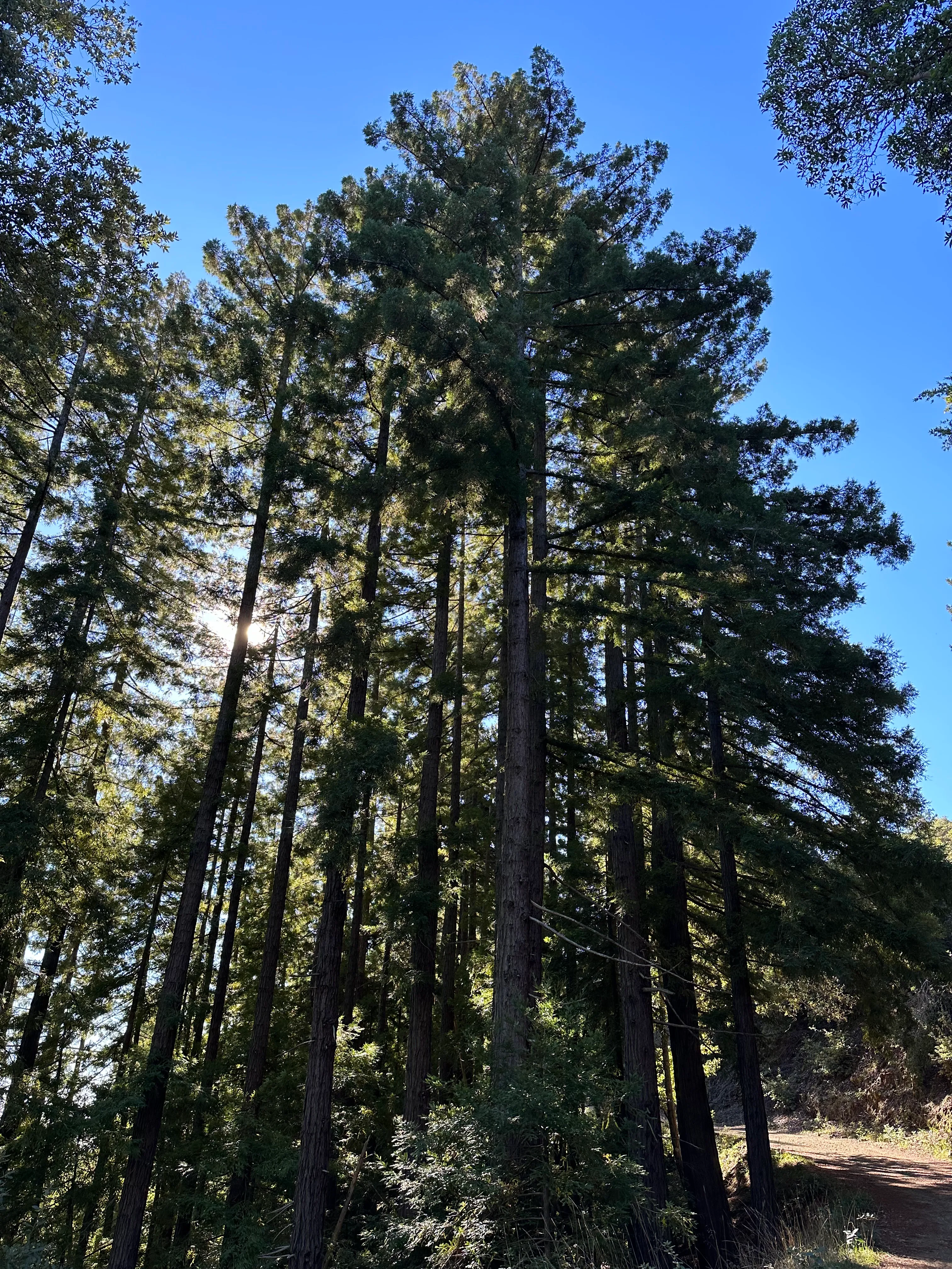 Mount Tamalpais via Matt Davis and Railroad Grade Trails
