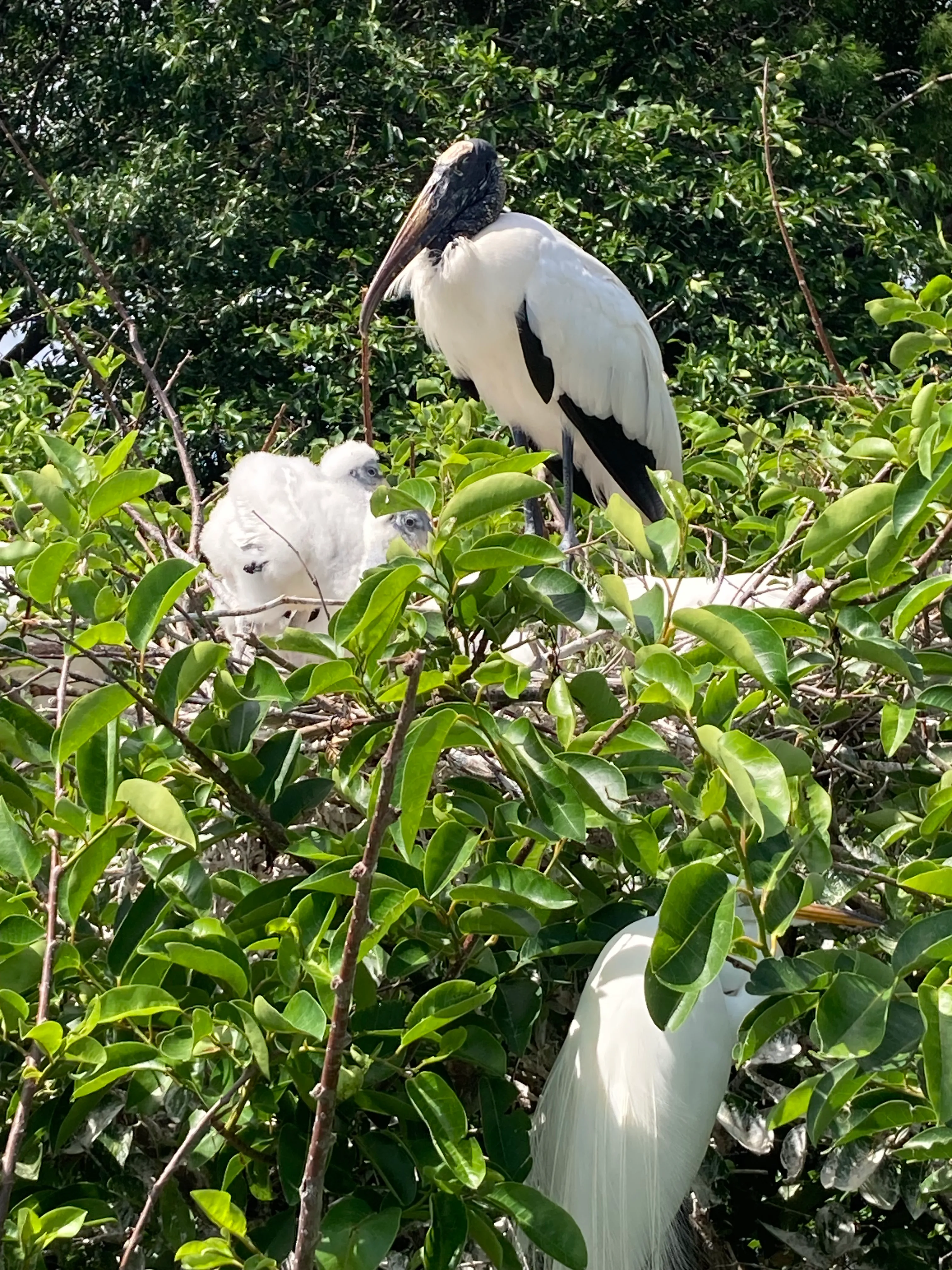 Wakodahatchee Wetlands
