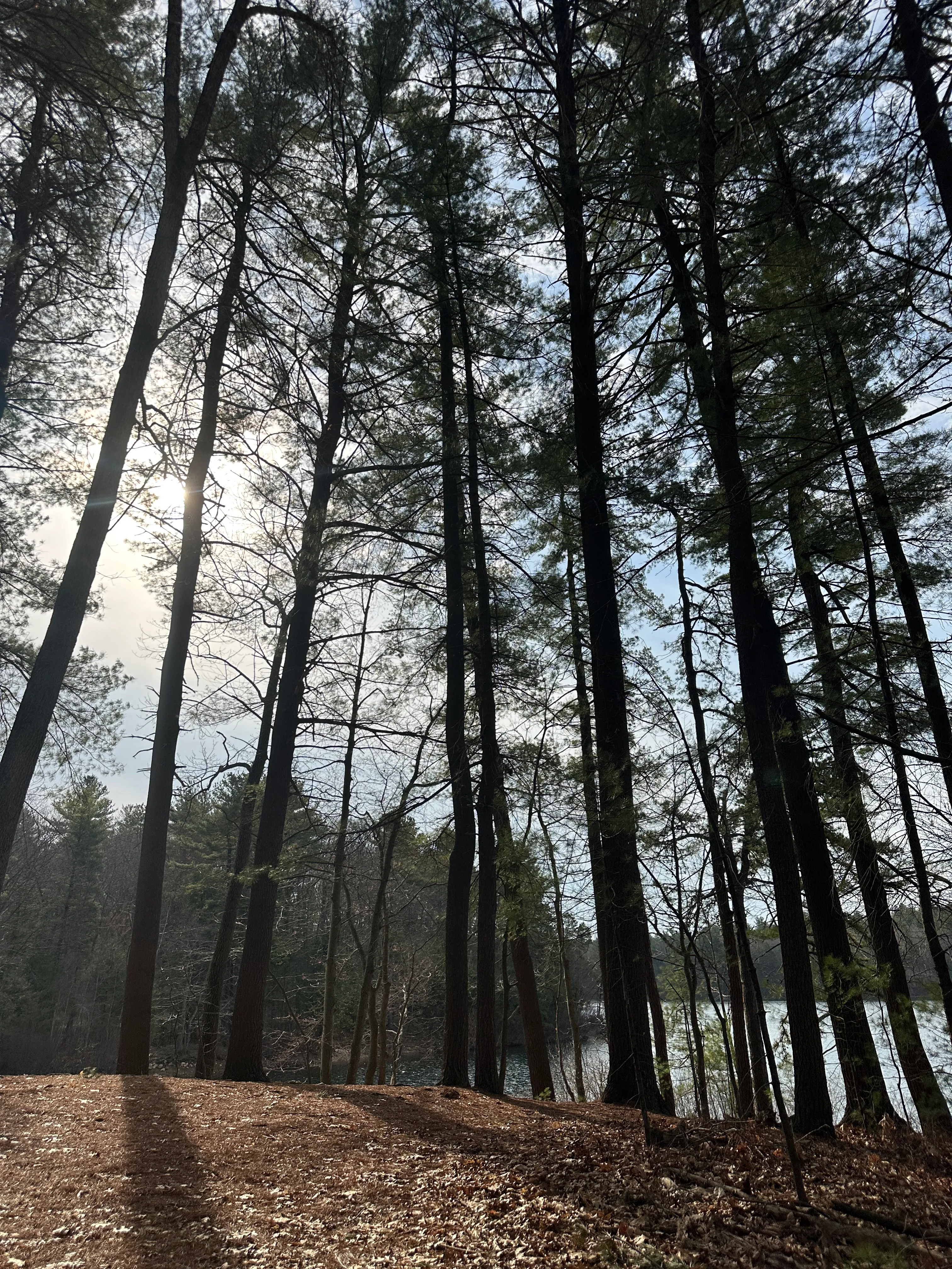 Walden Pond Path