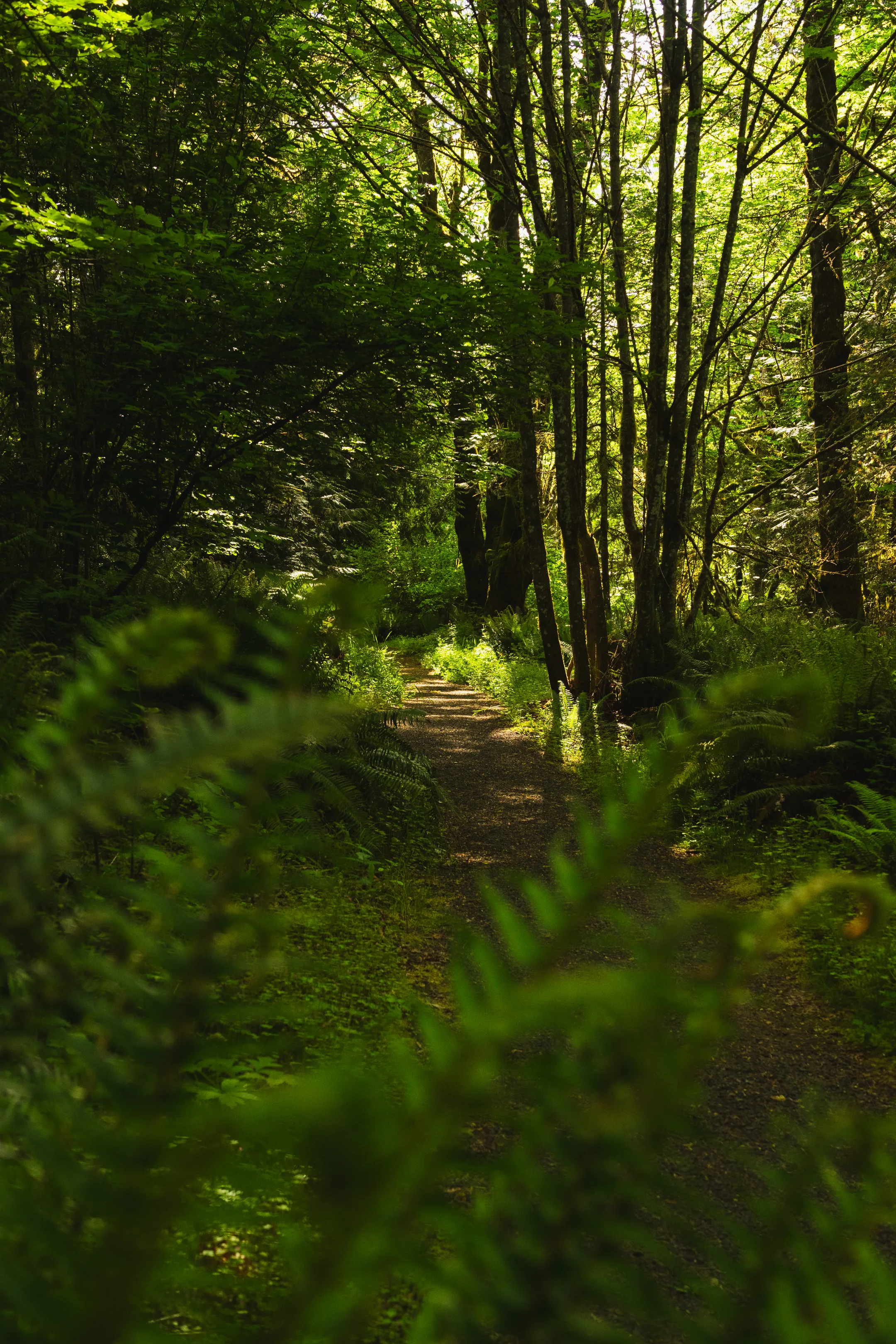 Timber Road, Ayeekwa, and Witches Butter Loop