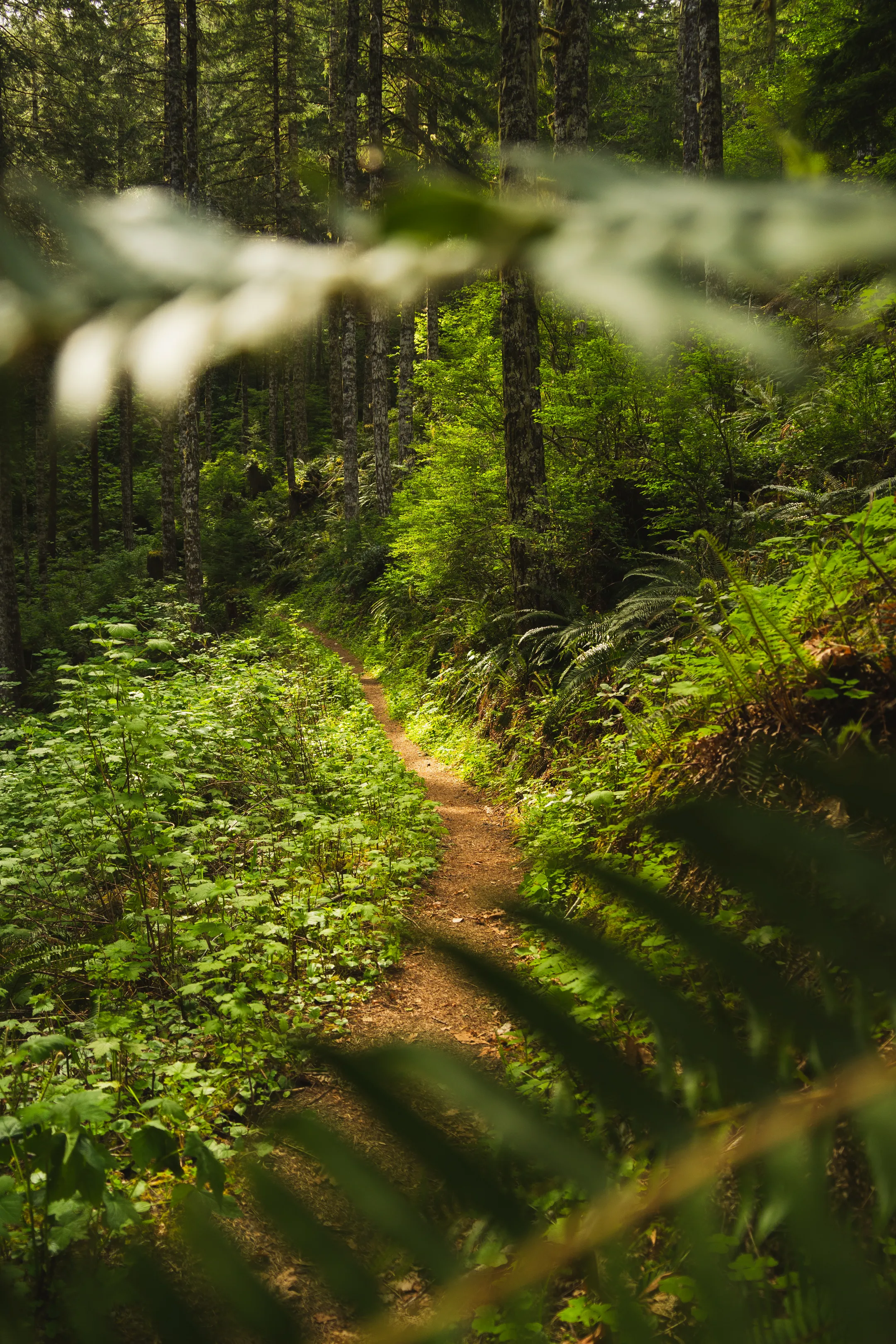 Storey Burn Loop