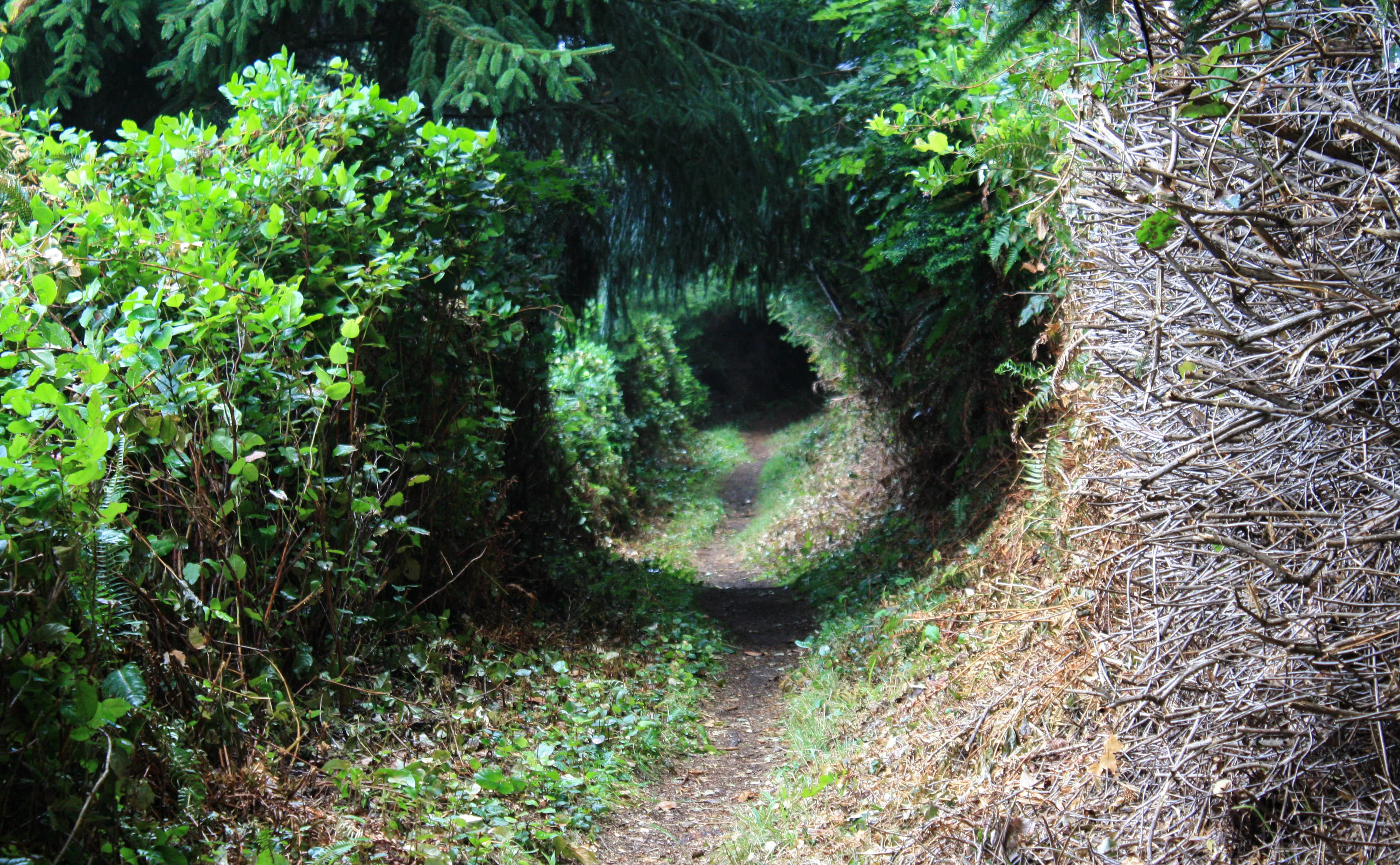 Cooks Ridge Trail Loop