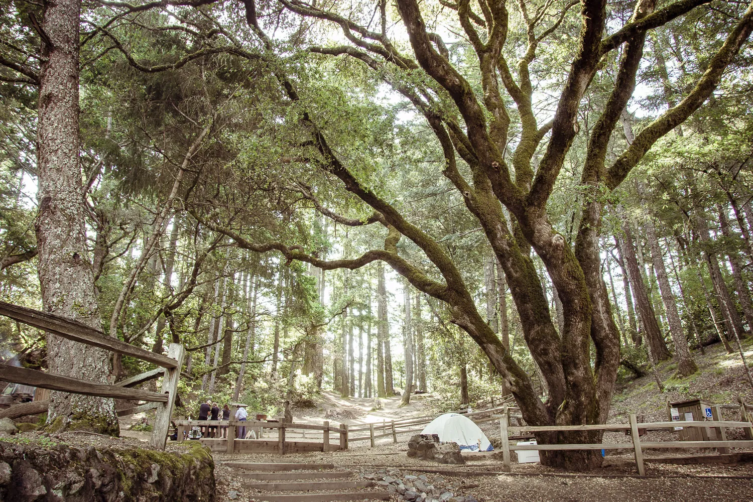 Camp at Mt. Tam's Pantoll Campground