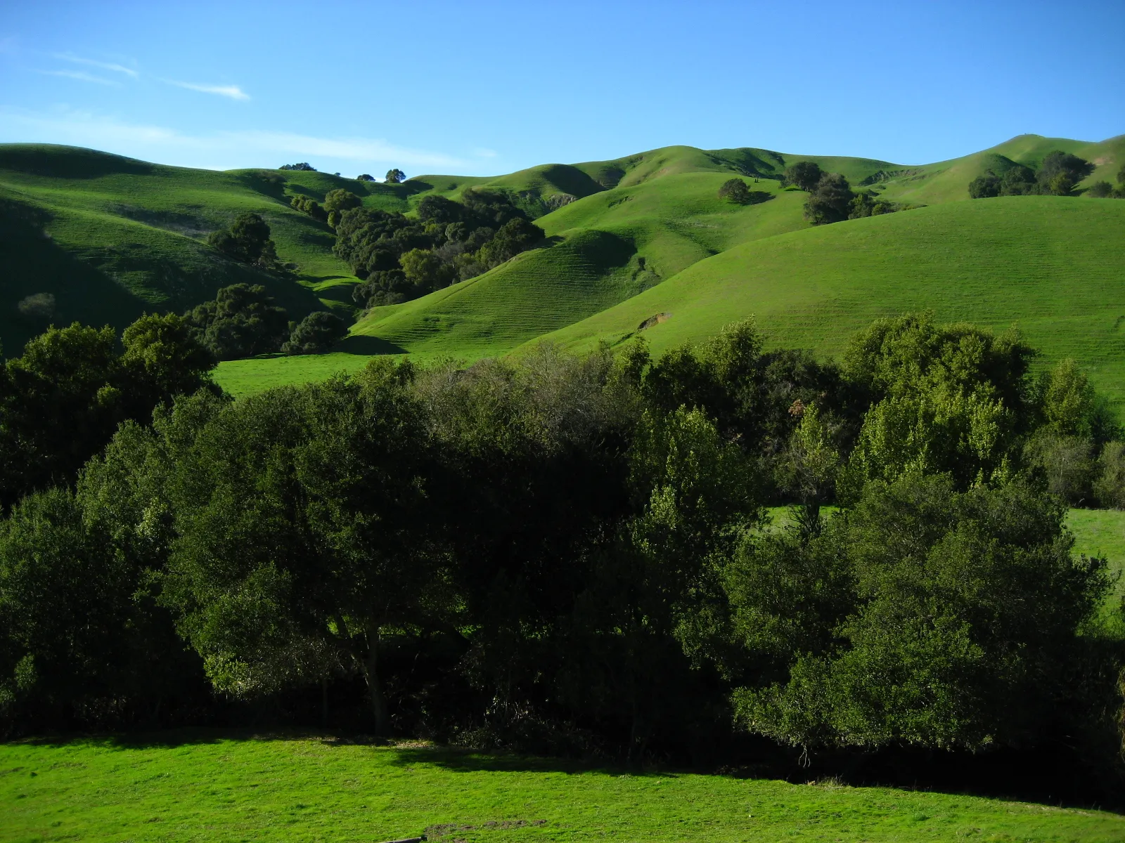 Briones Park's Lafayette Ridge 