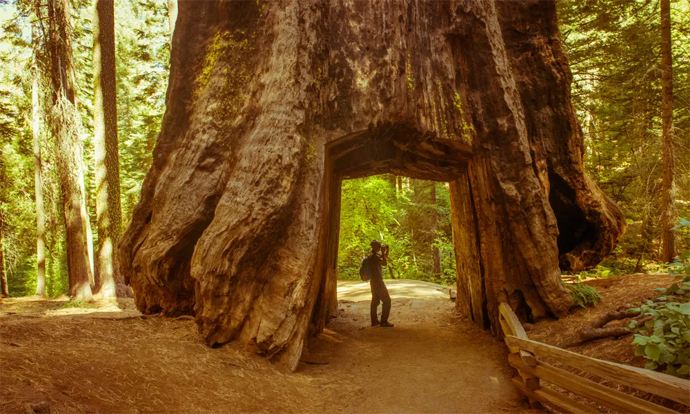 Tuolumne Grove of Giant Sequoias