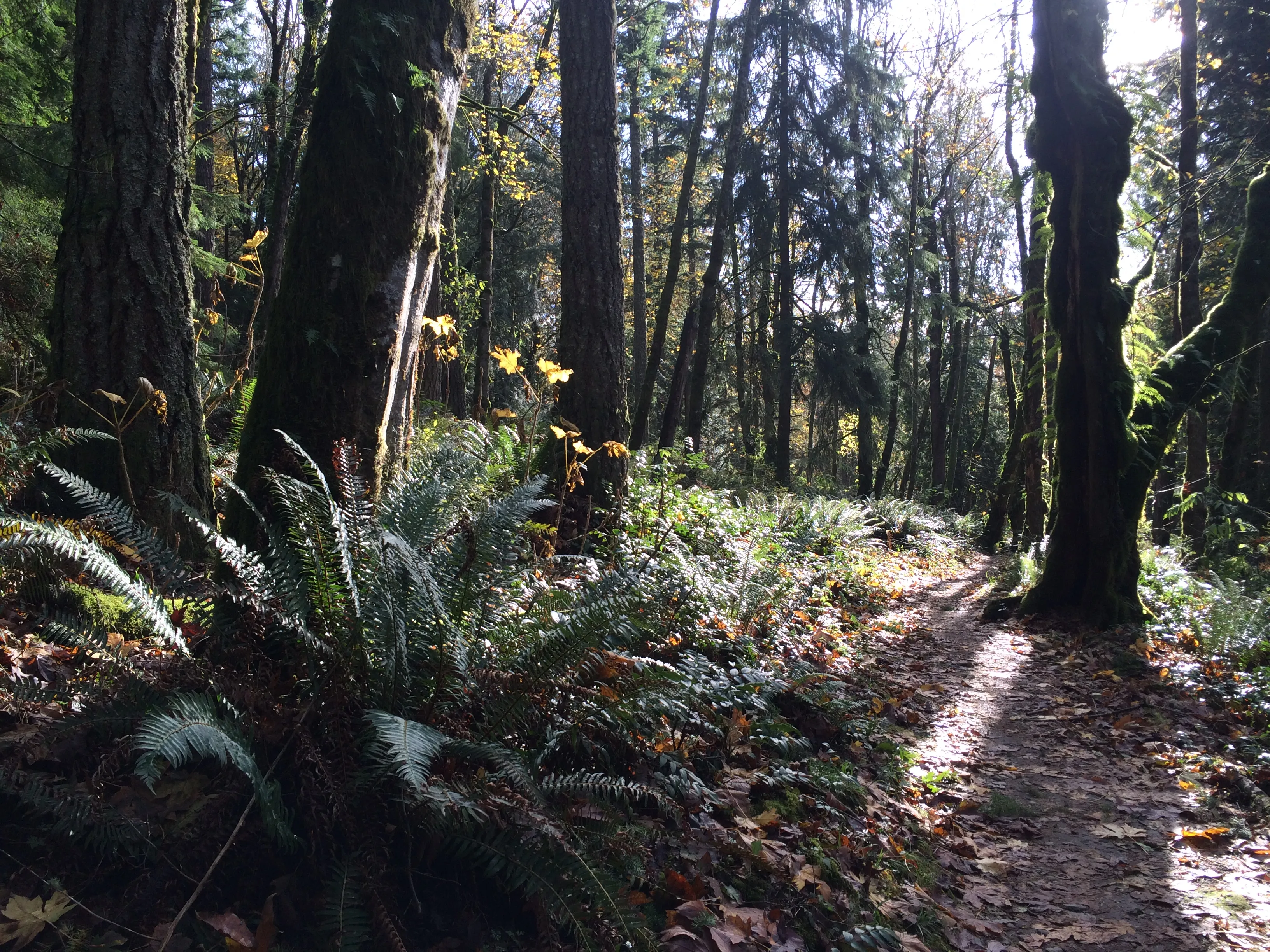 Grand Ridge Trail