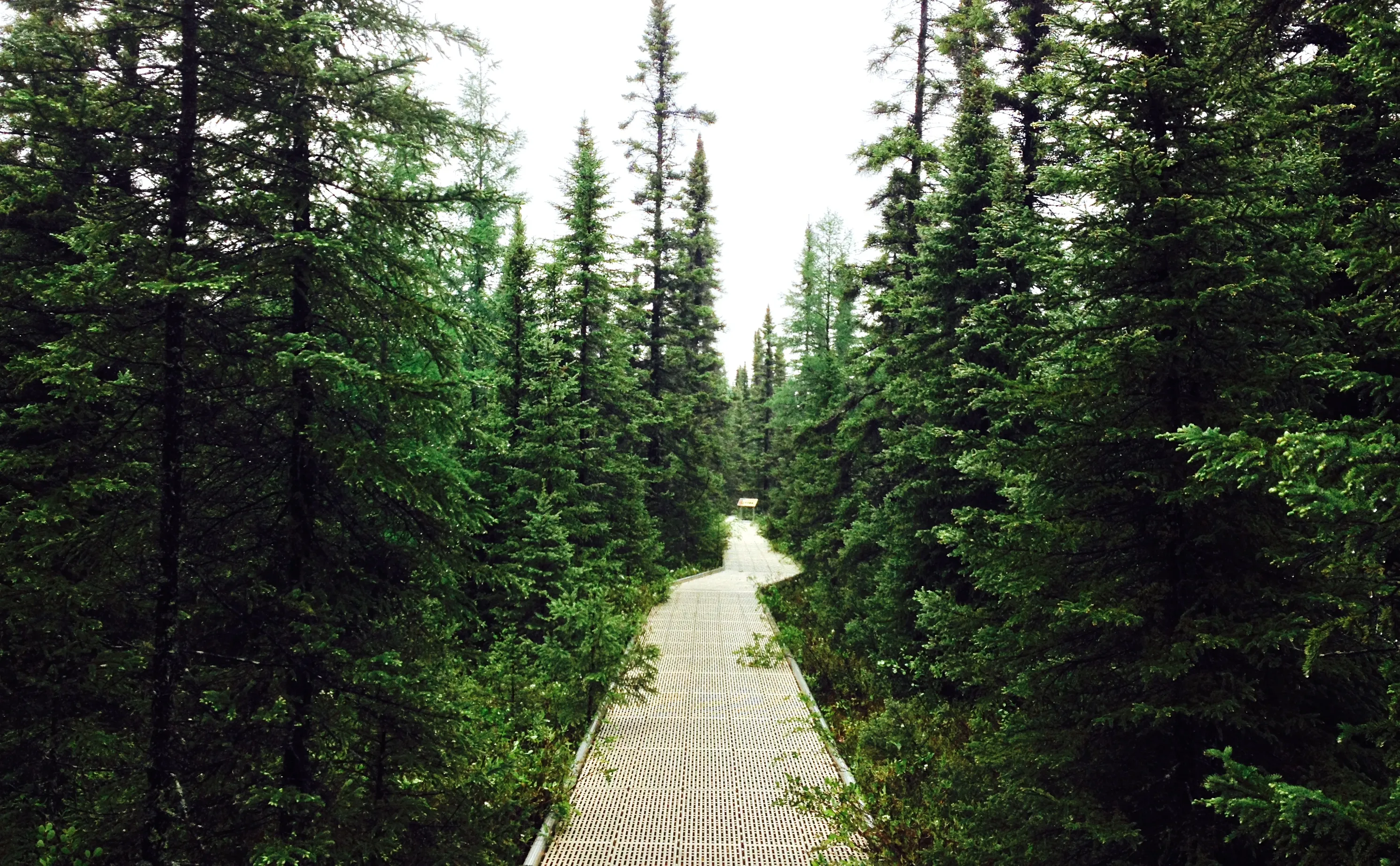 Walk the Big Bog Boardwalk