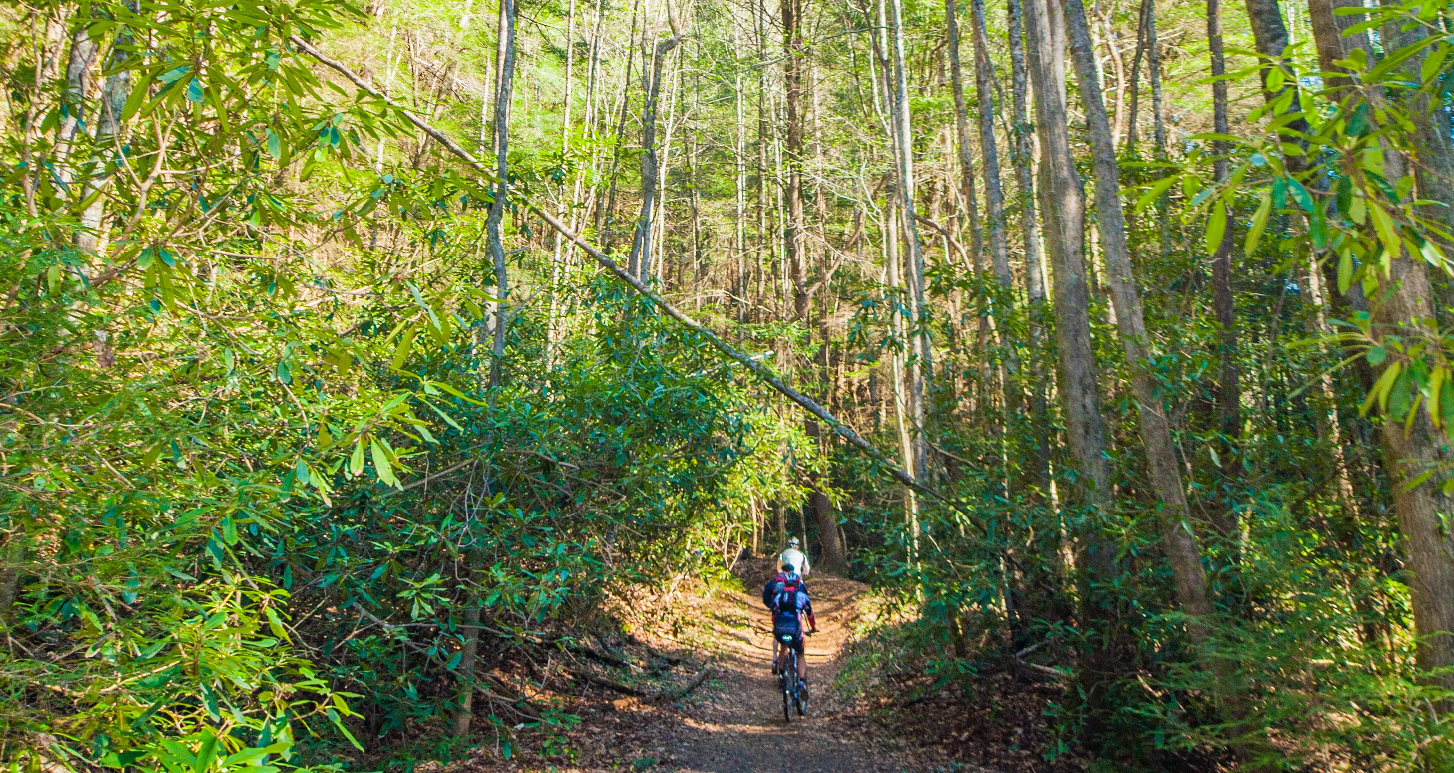 Mountain Biking Bear Creek