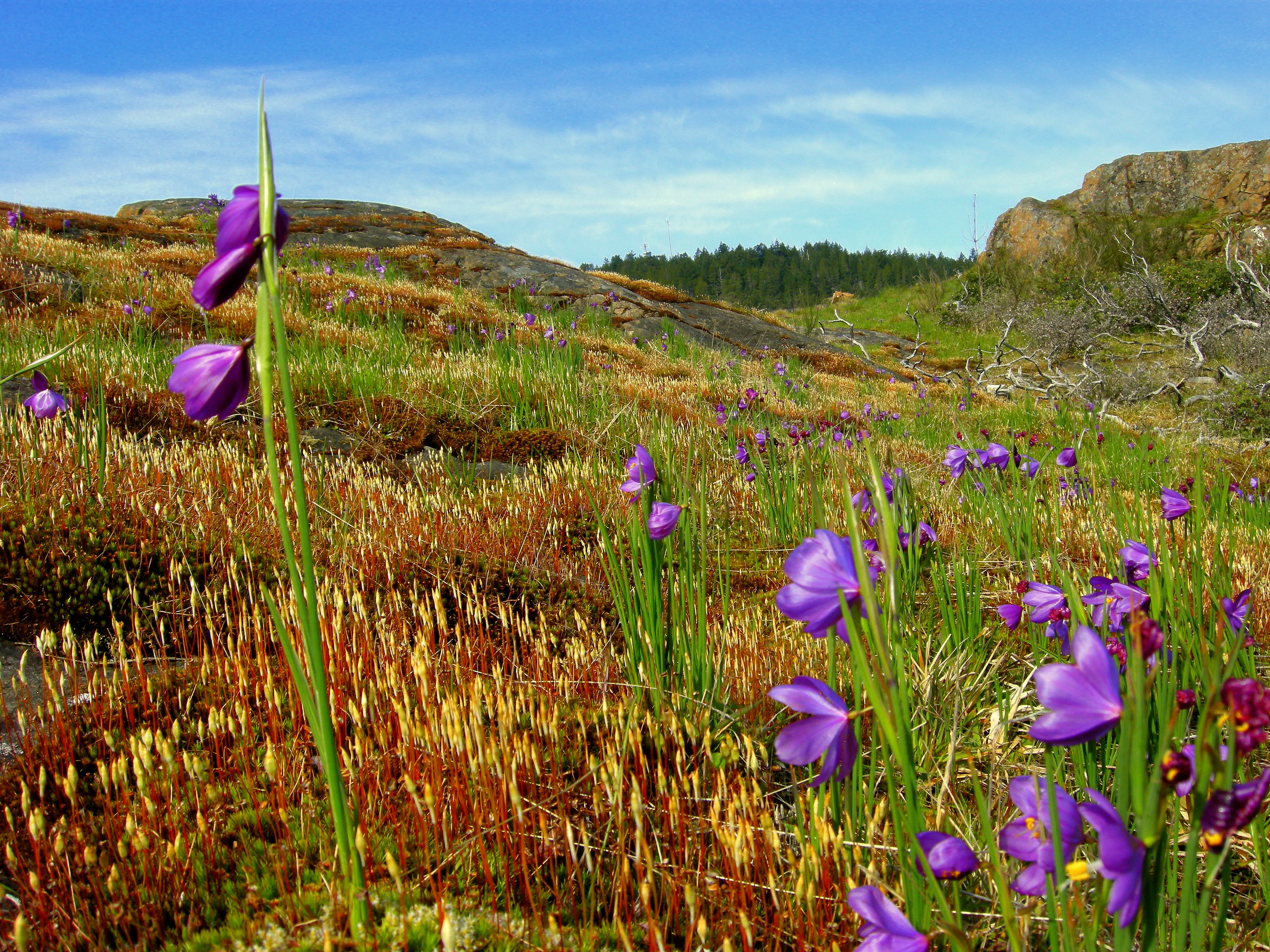 Mount Finlayson