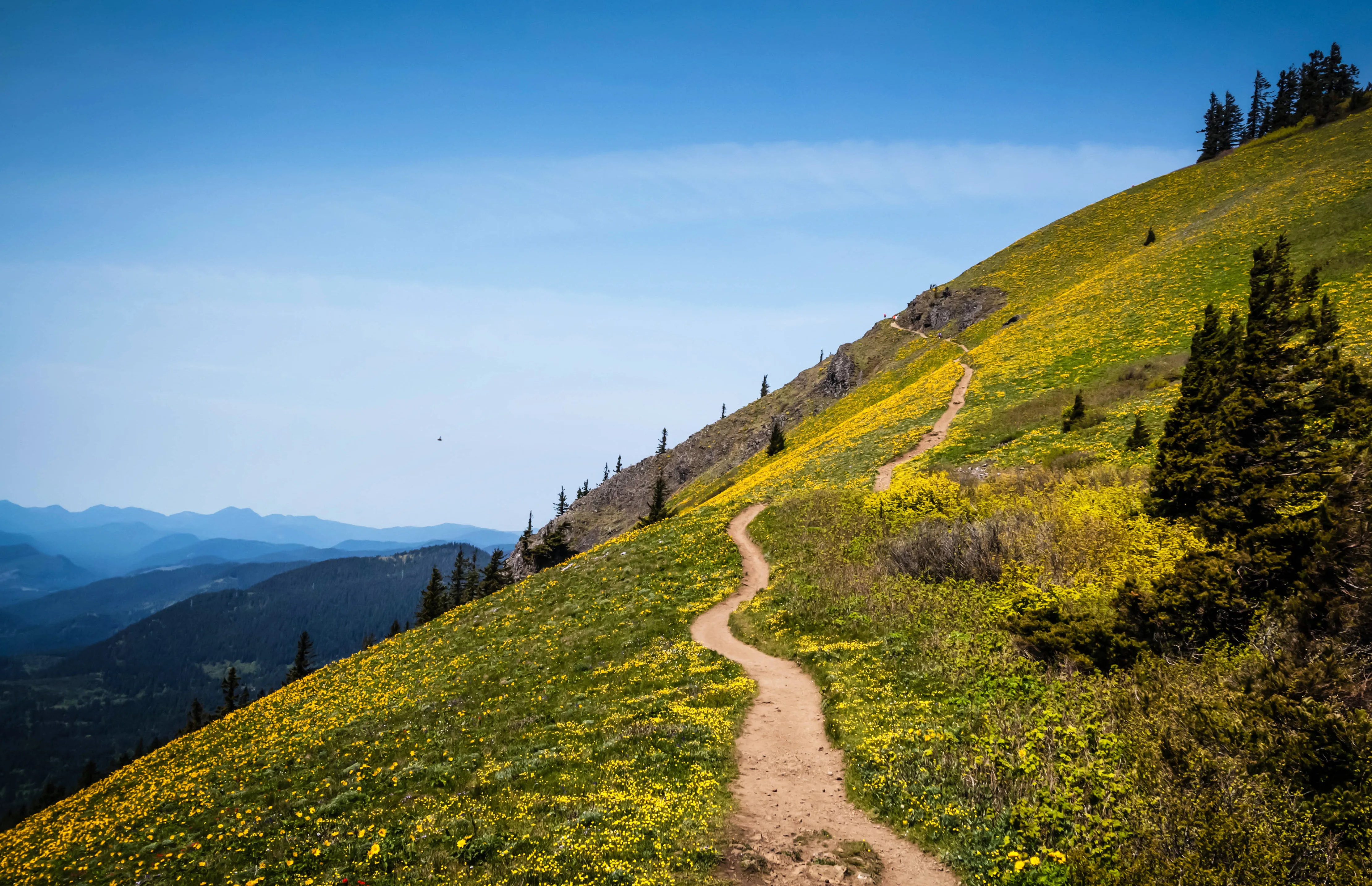 Dog Mountain via Dog Mountain Trail