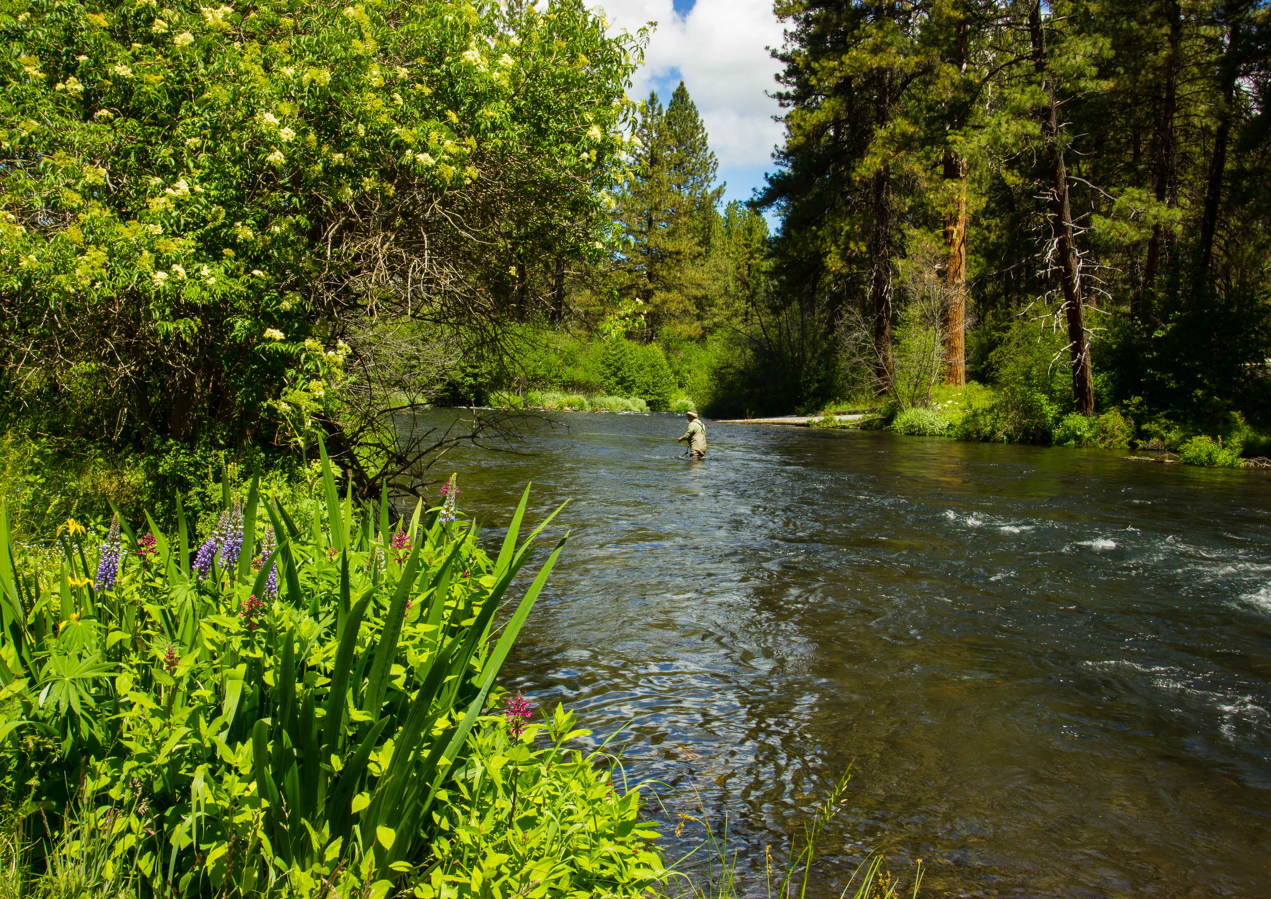 Fly Fishing the Metolius