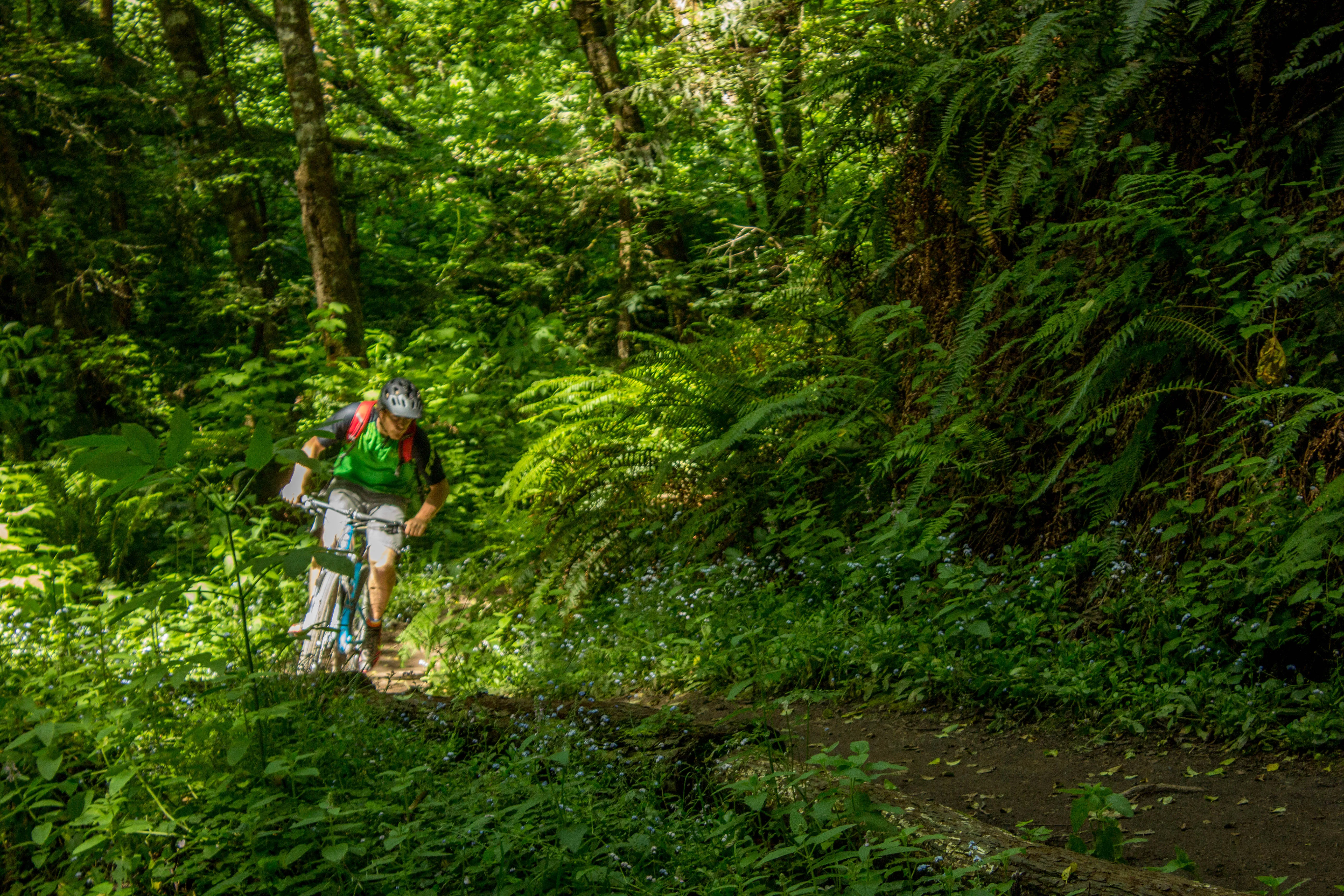 Whittemore Gulch via Purisima Creek Road