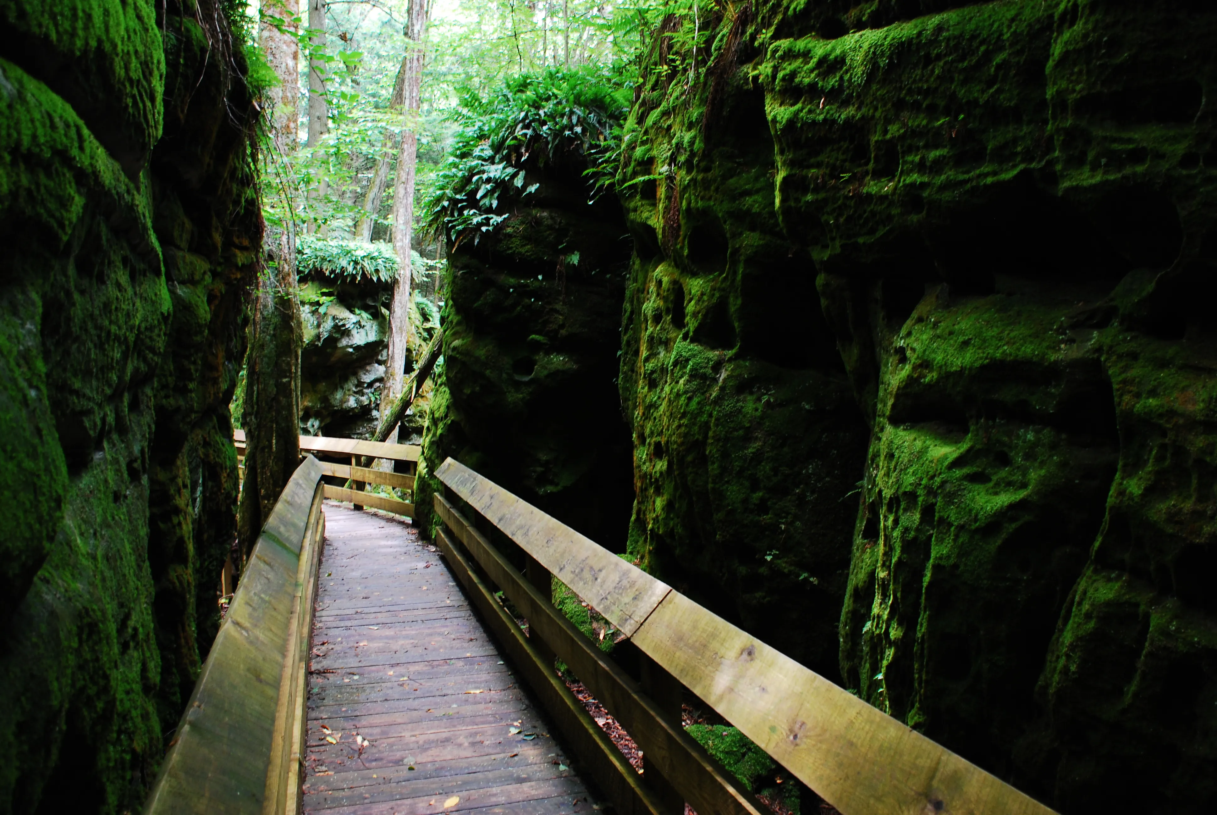 Beartown Boardwalk Loop