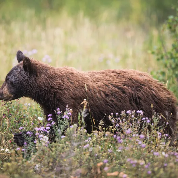 12 Tips For Hiking Safely In Bear Country