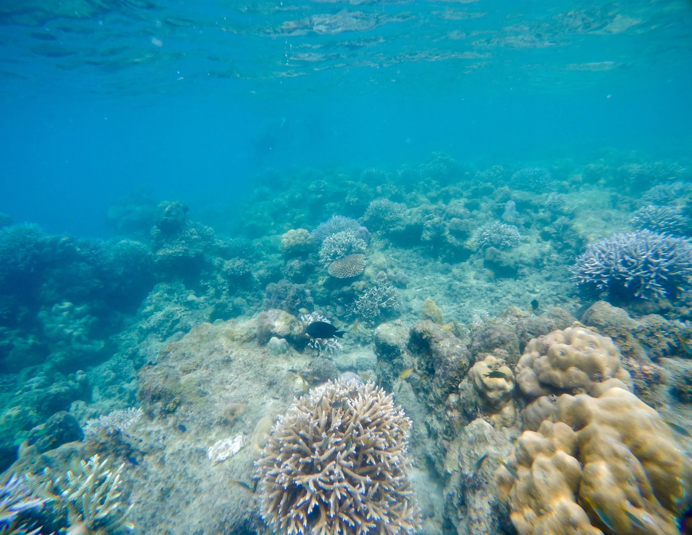 Snorkel at Elephant Beach