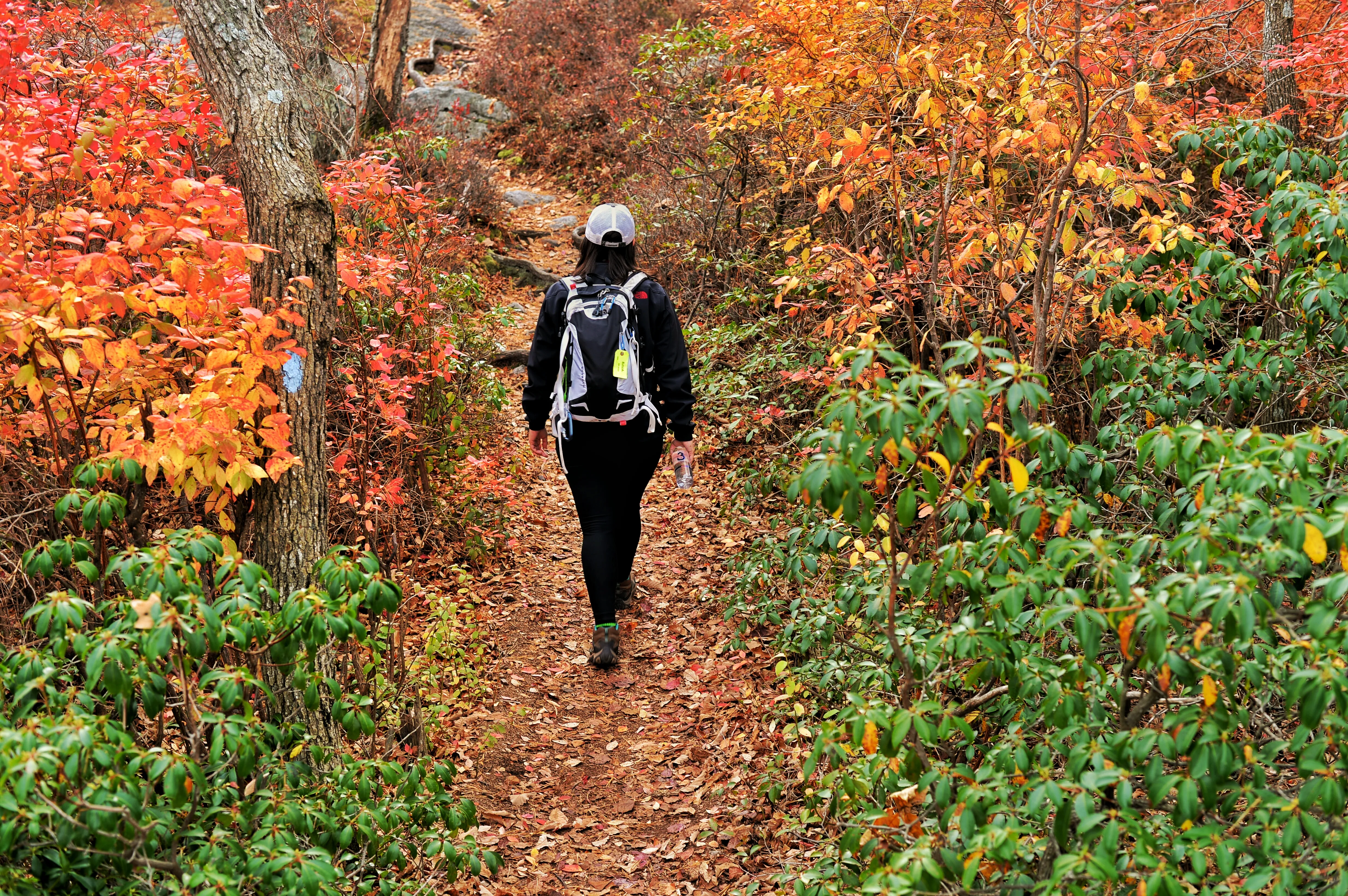 Hike The Millbrook Mountain Ridge Trail