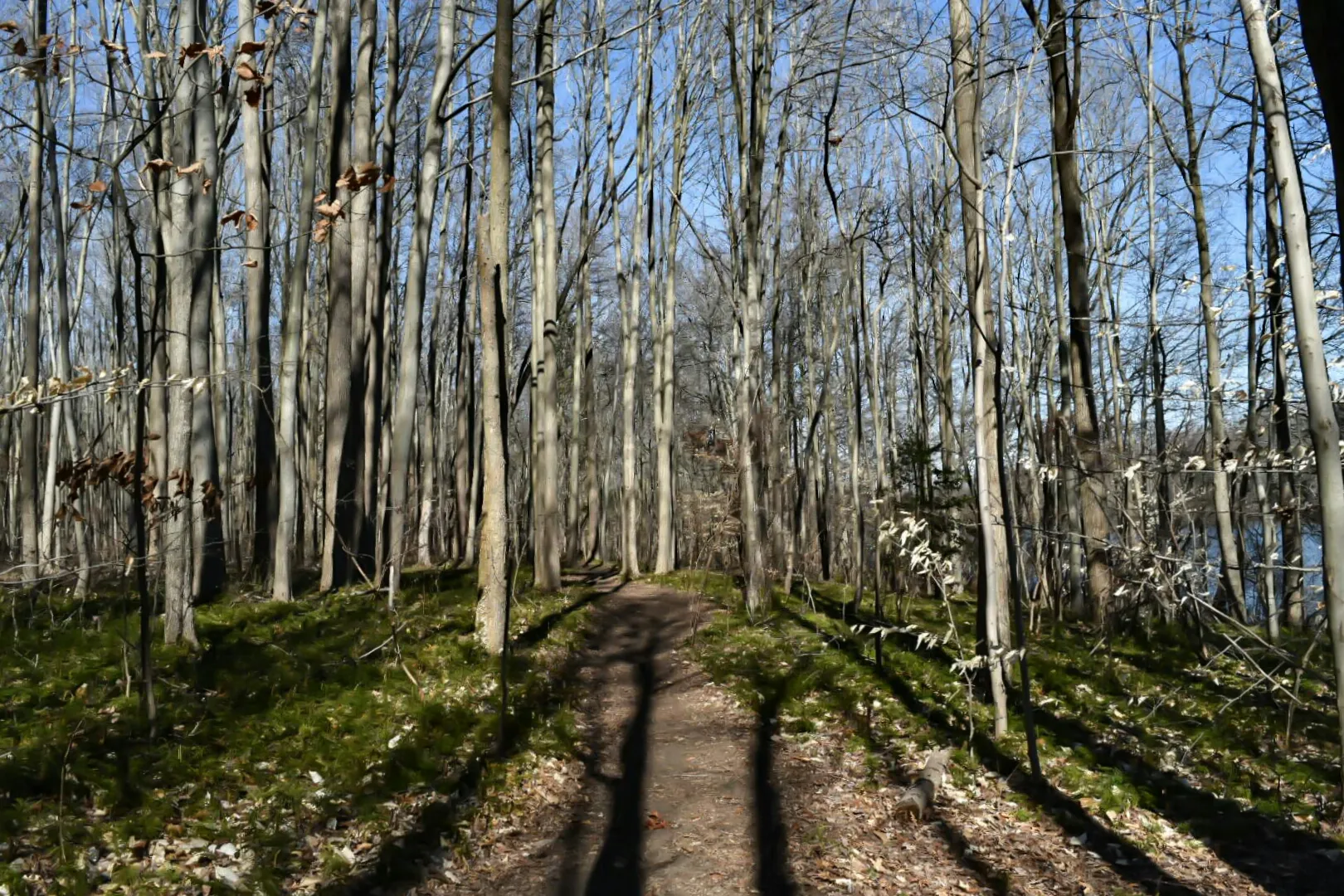 Hike the Swamp Forest Trail