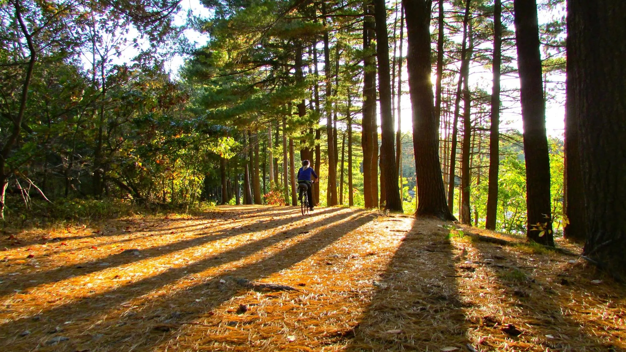 Southern Middlesex Fells Loop