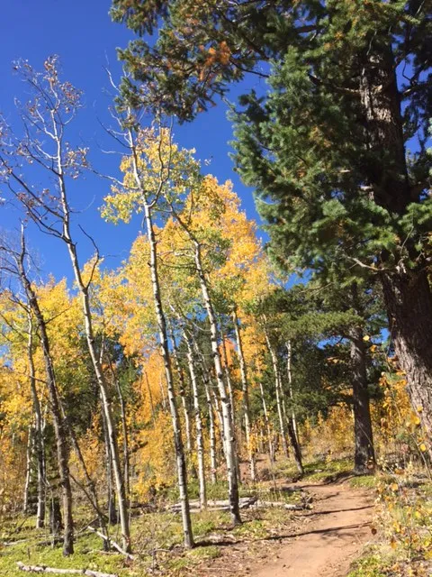 Elk Falls Loop