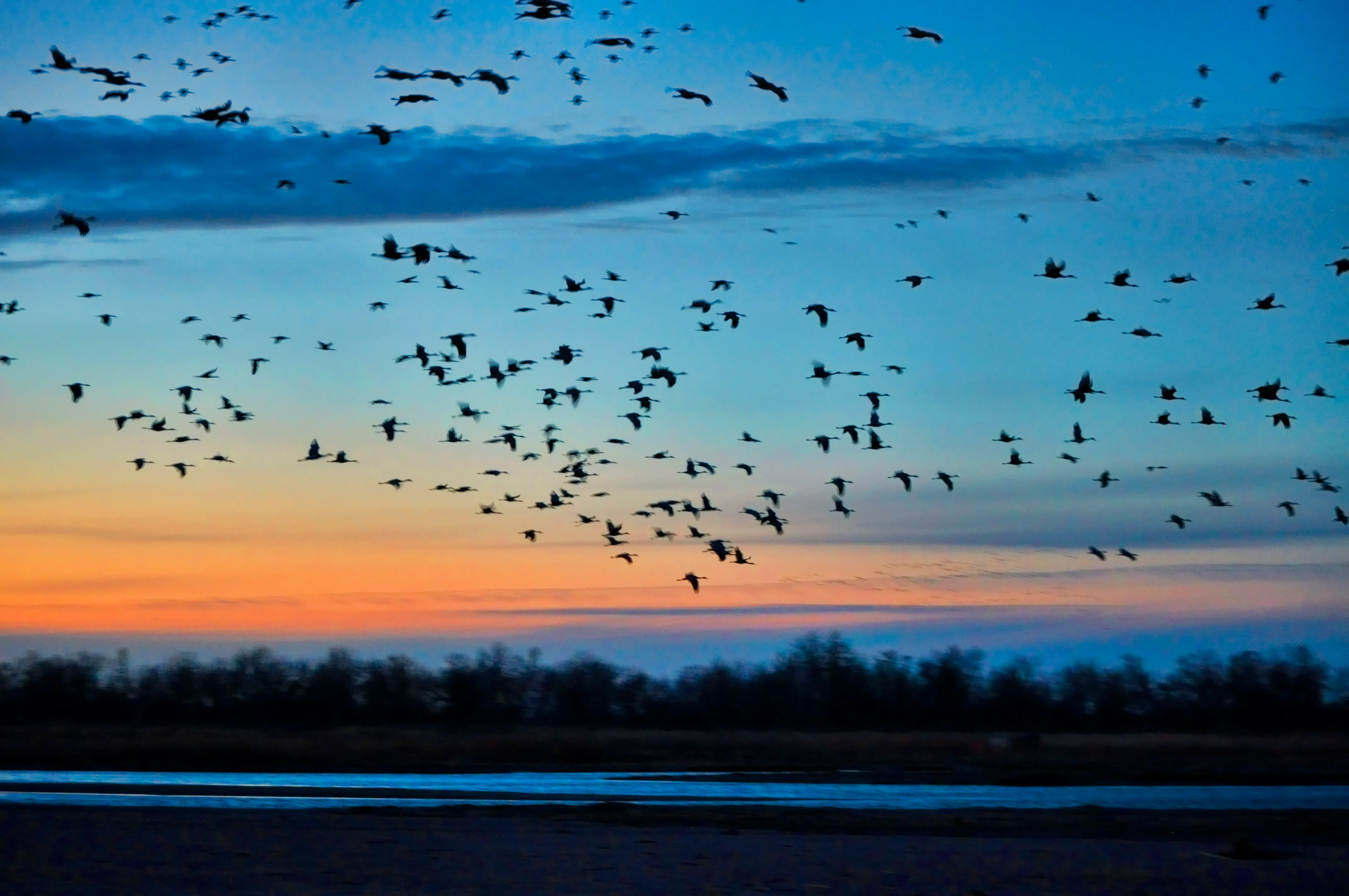 Photograph the Annual Sandhill Crane Migration