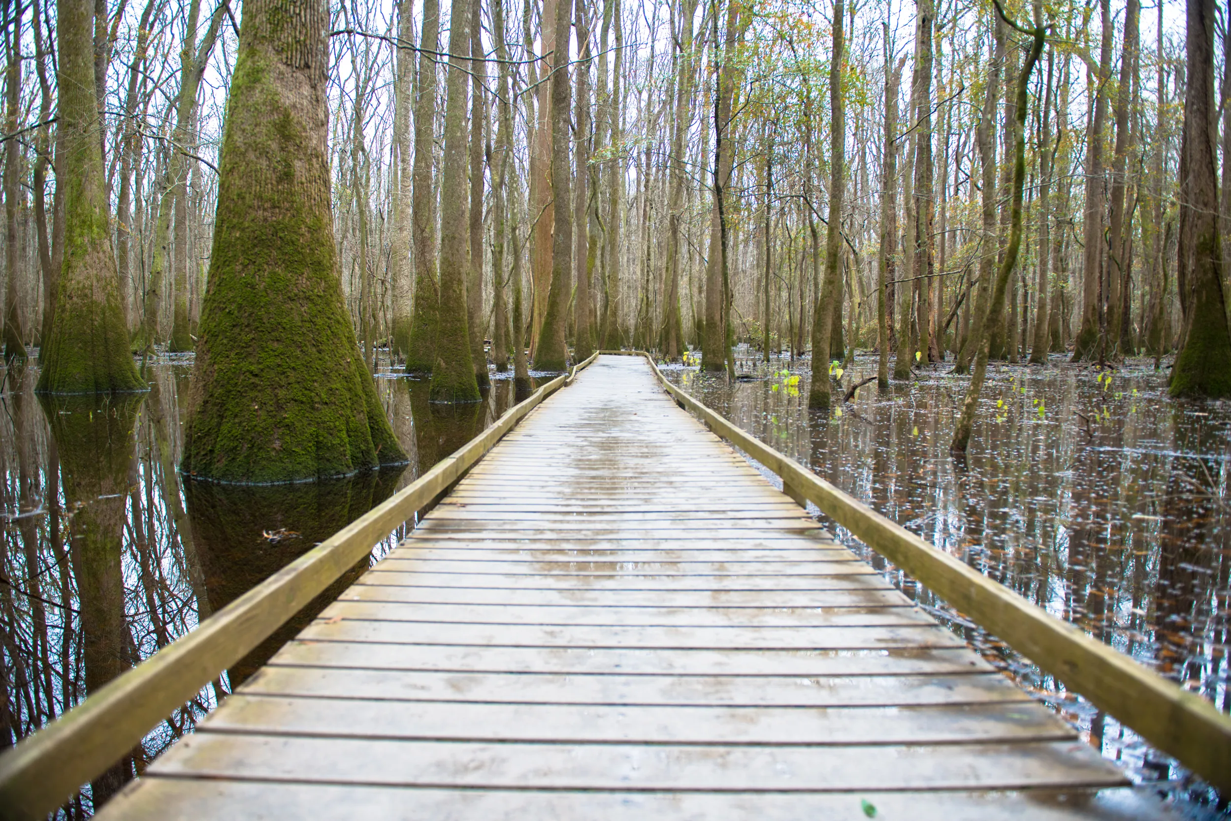Boardwalk Loop