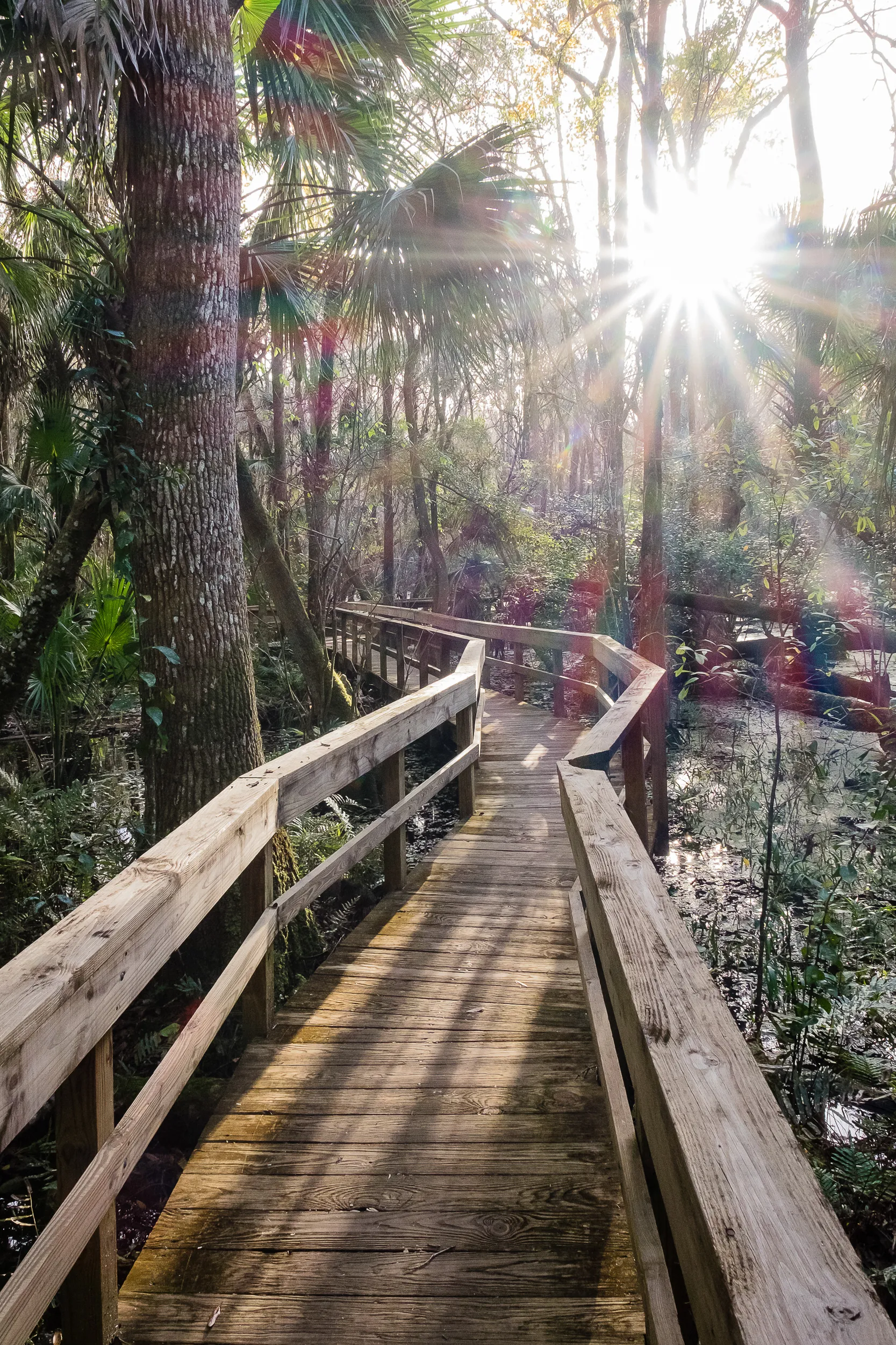 Hike the Ancient Hammock Trail