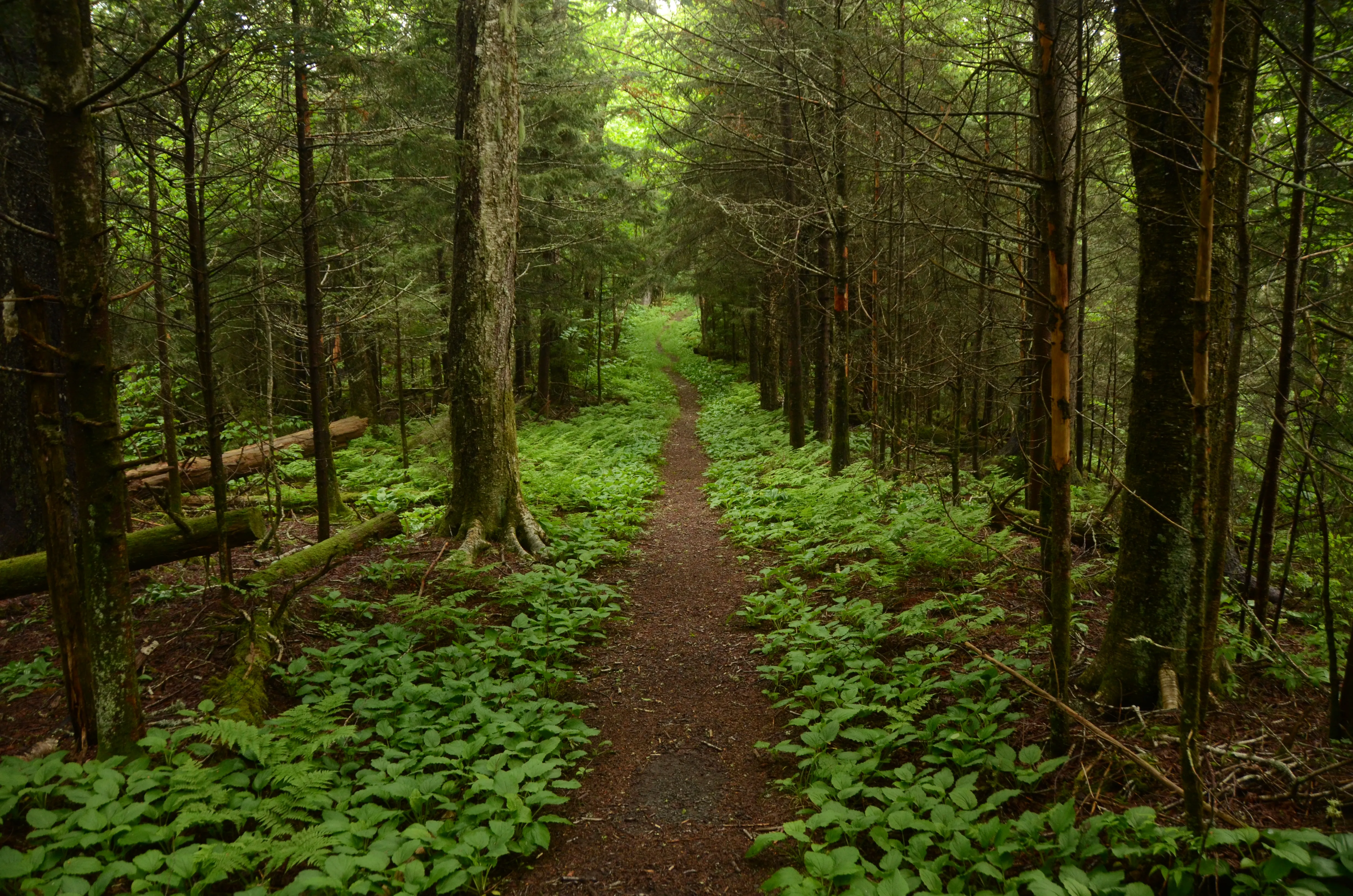 Sugarland Mountain Trail