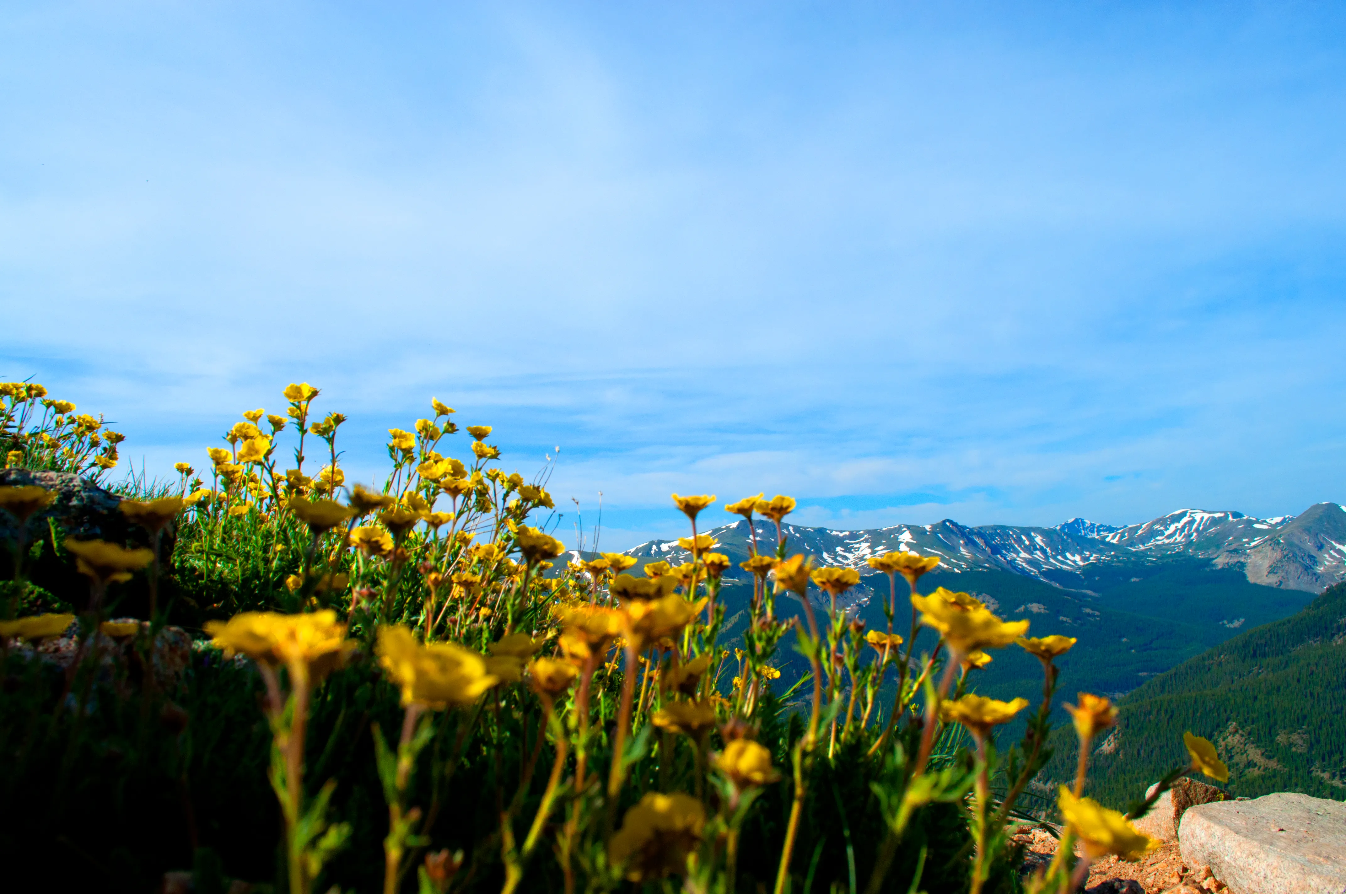 Summit Mt. Yale 